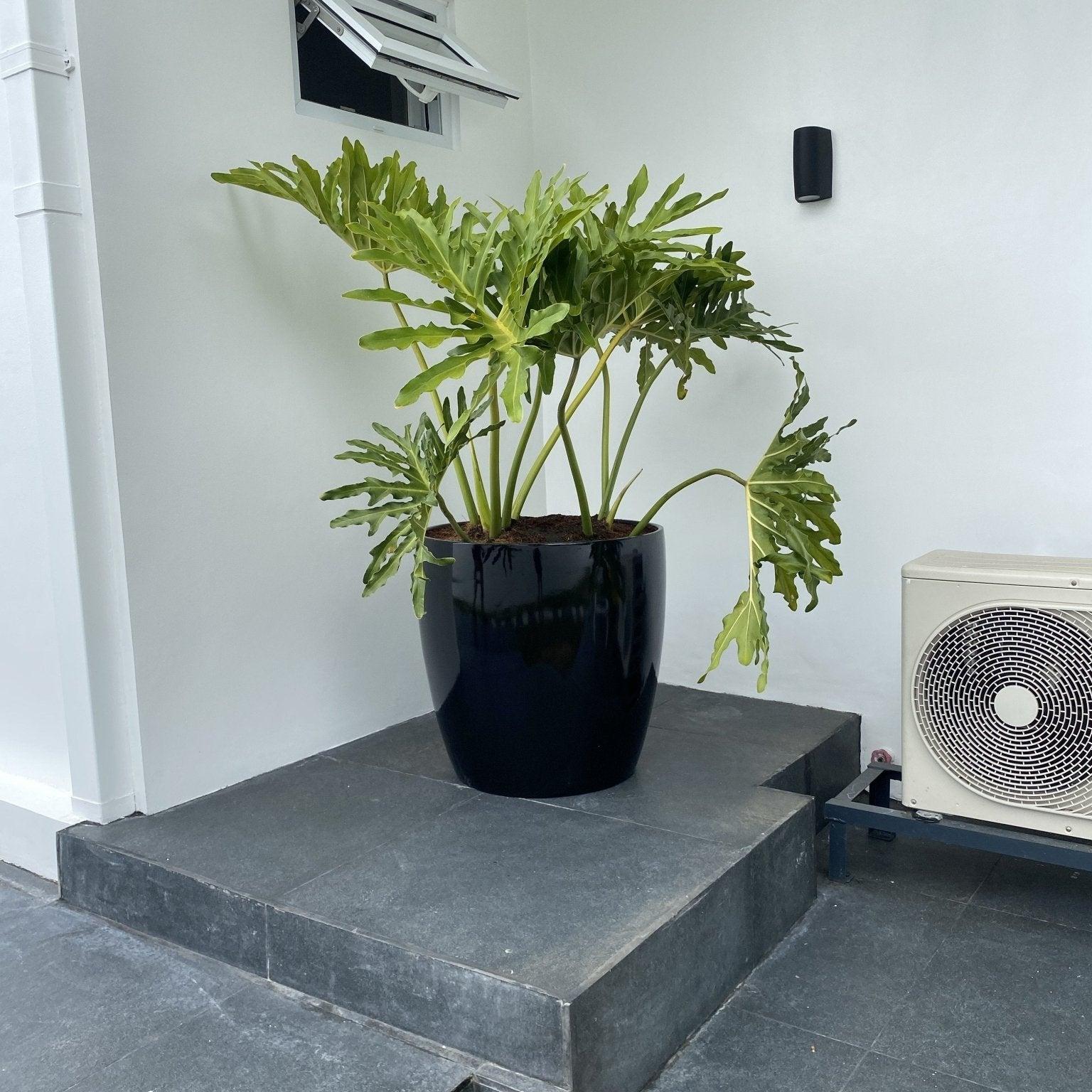 FP185 Cup Shaped Fiberglass Planter