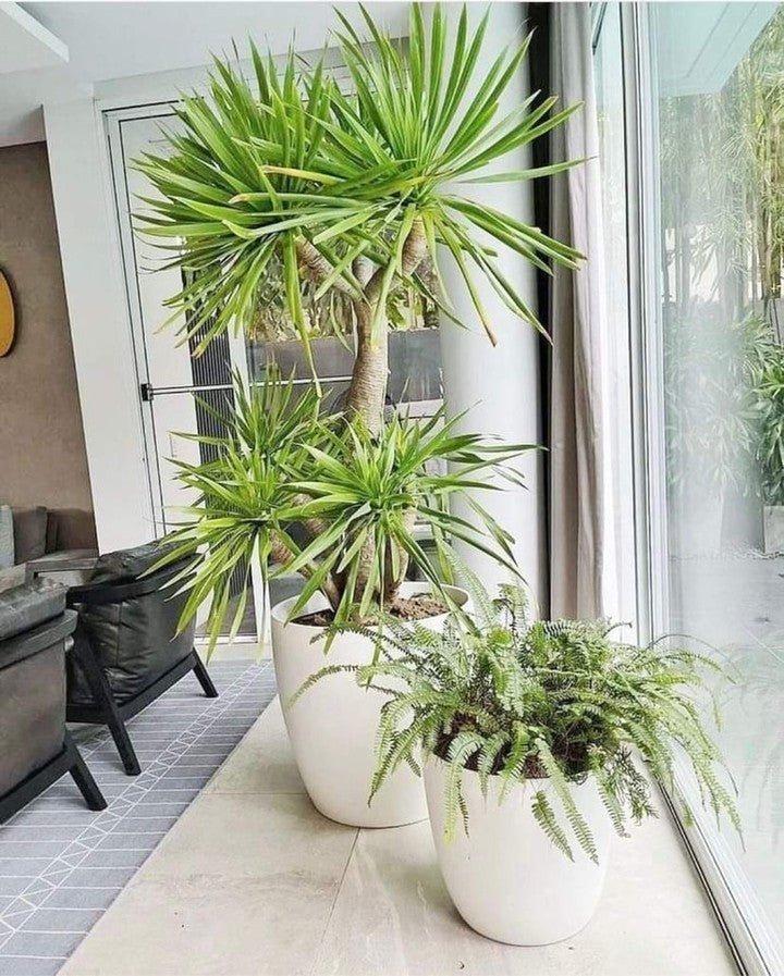 FP185 Cup Shaped Fiberglass Planter