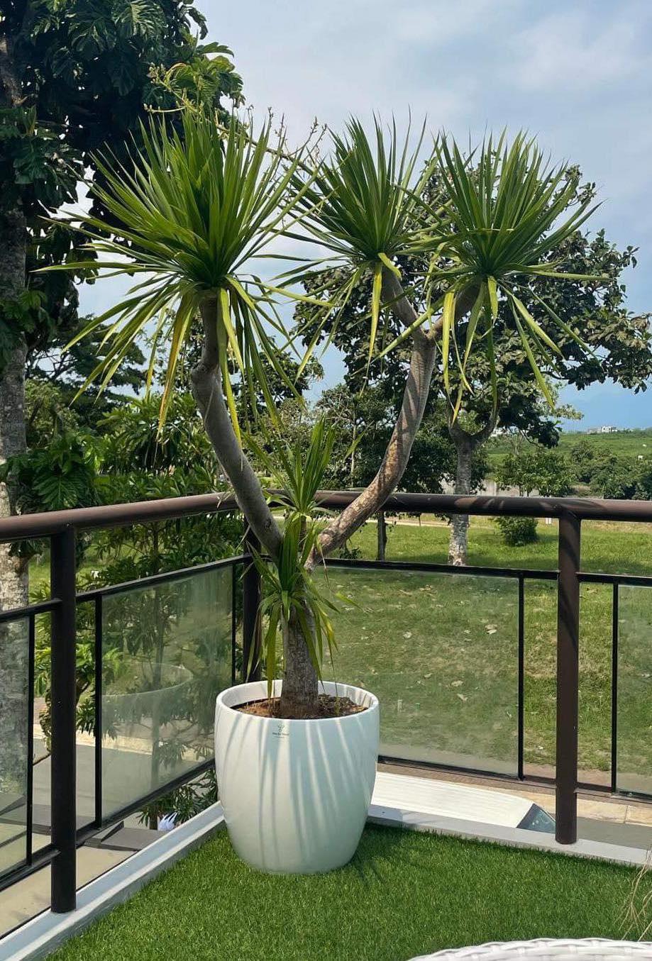 FP185 Cup Shaped Fiberglass Planter