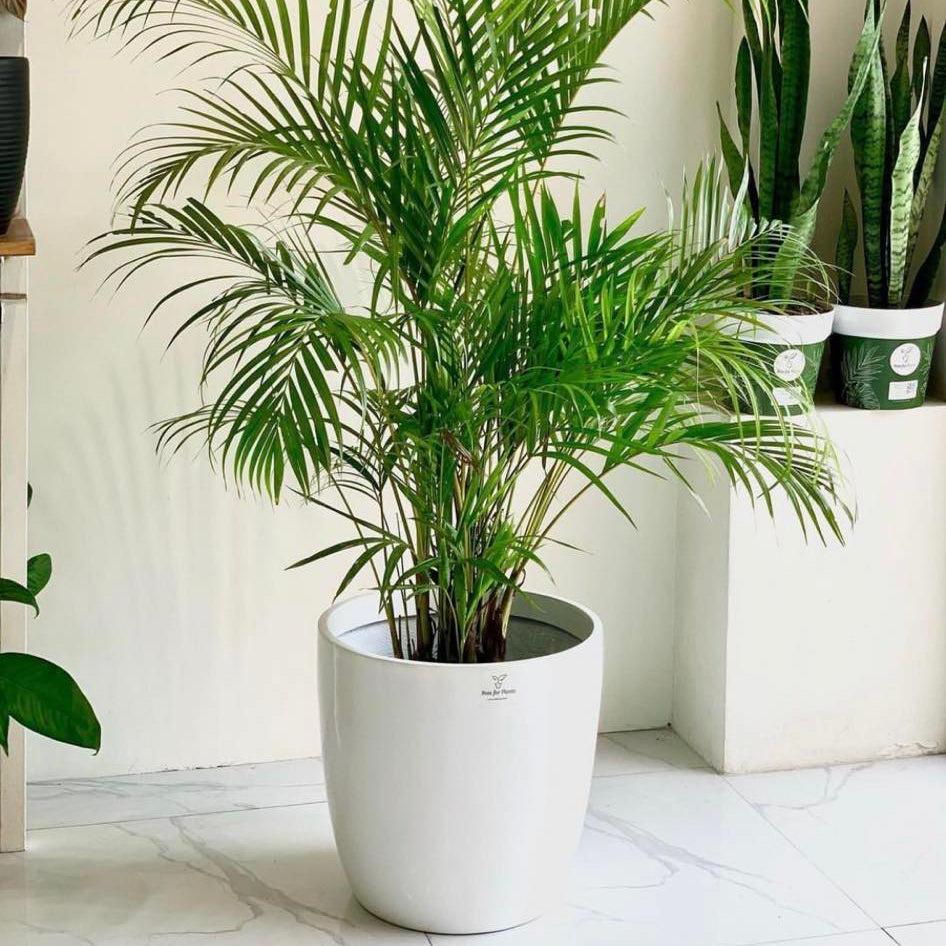 FP185 Cup Shaped Fiberglass Planter