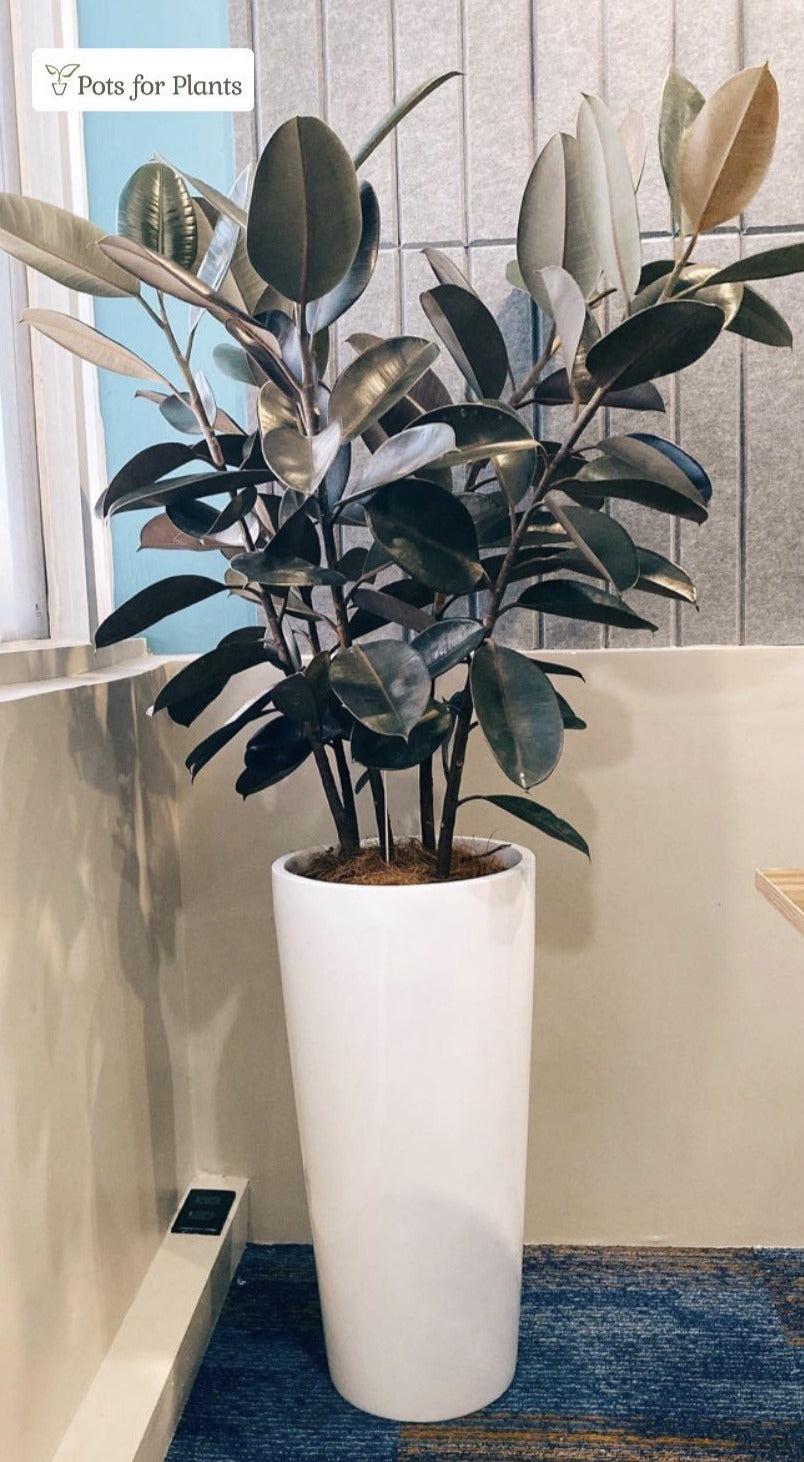 Stefano Slim and Tall Fiberglass Planter