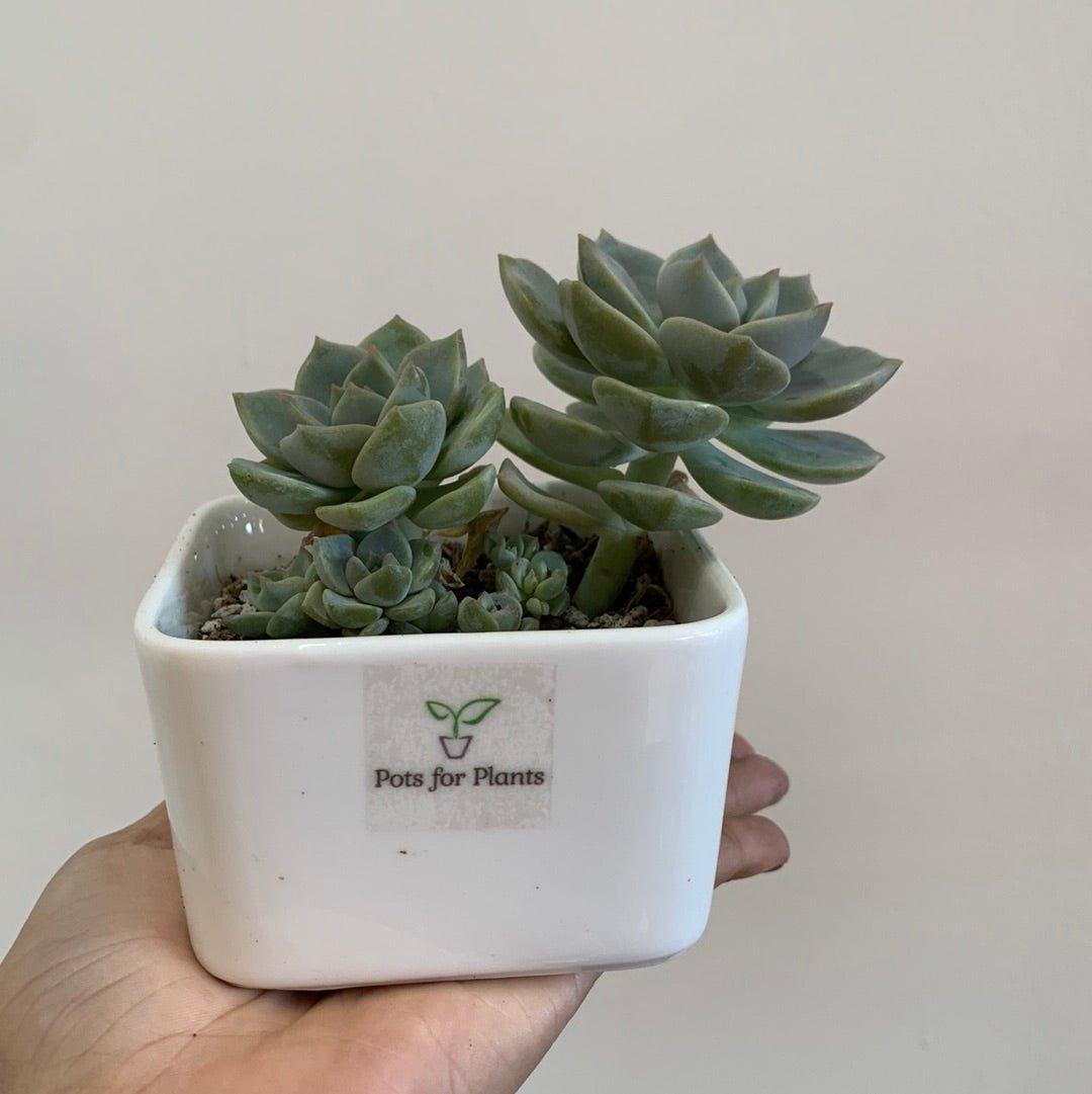 X Graptoveria 'Titubans' Succulent