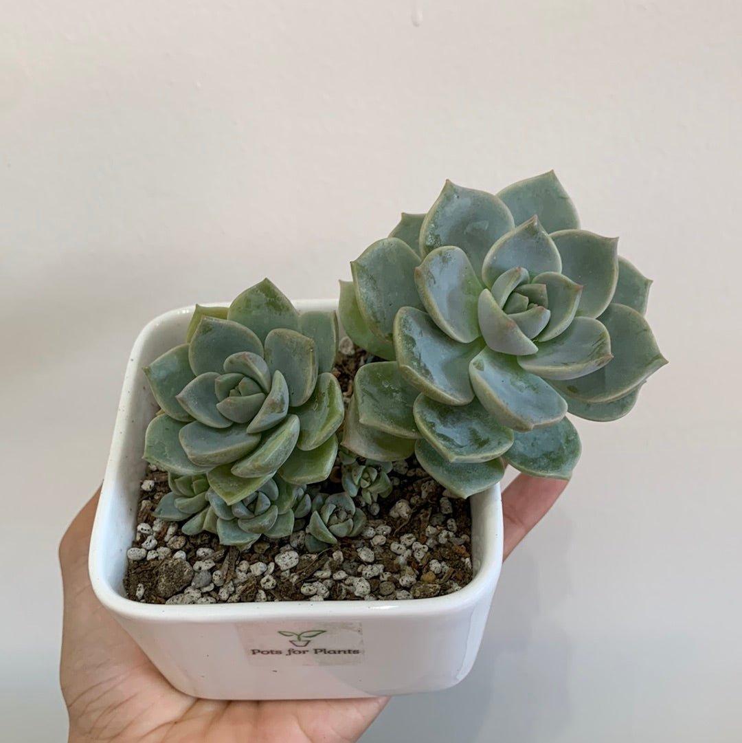 X Graptoveria 'Titubans' Succulent