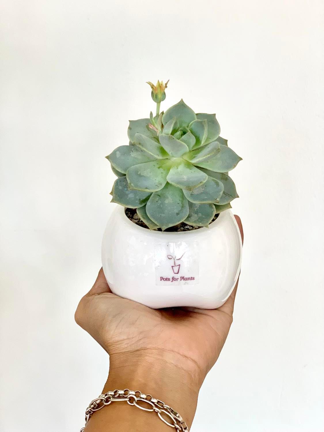 X Graptoveria 'Titubans' Succulent
