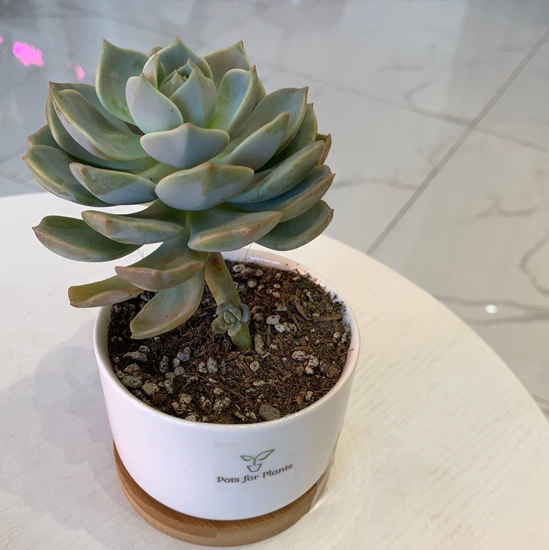 X Graptoveria 'Titubans' Succulent