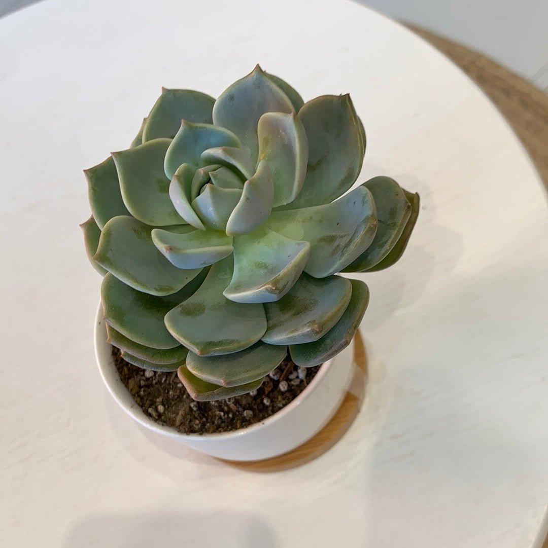 X Graptoveria 'Titubans' Succulent