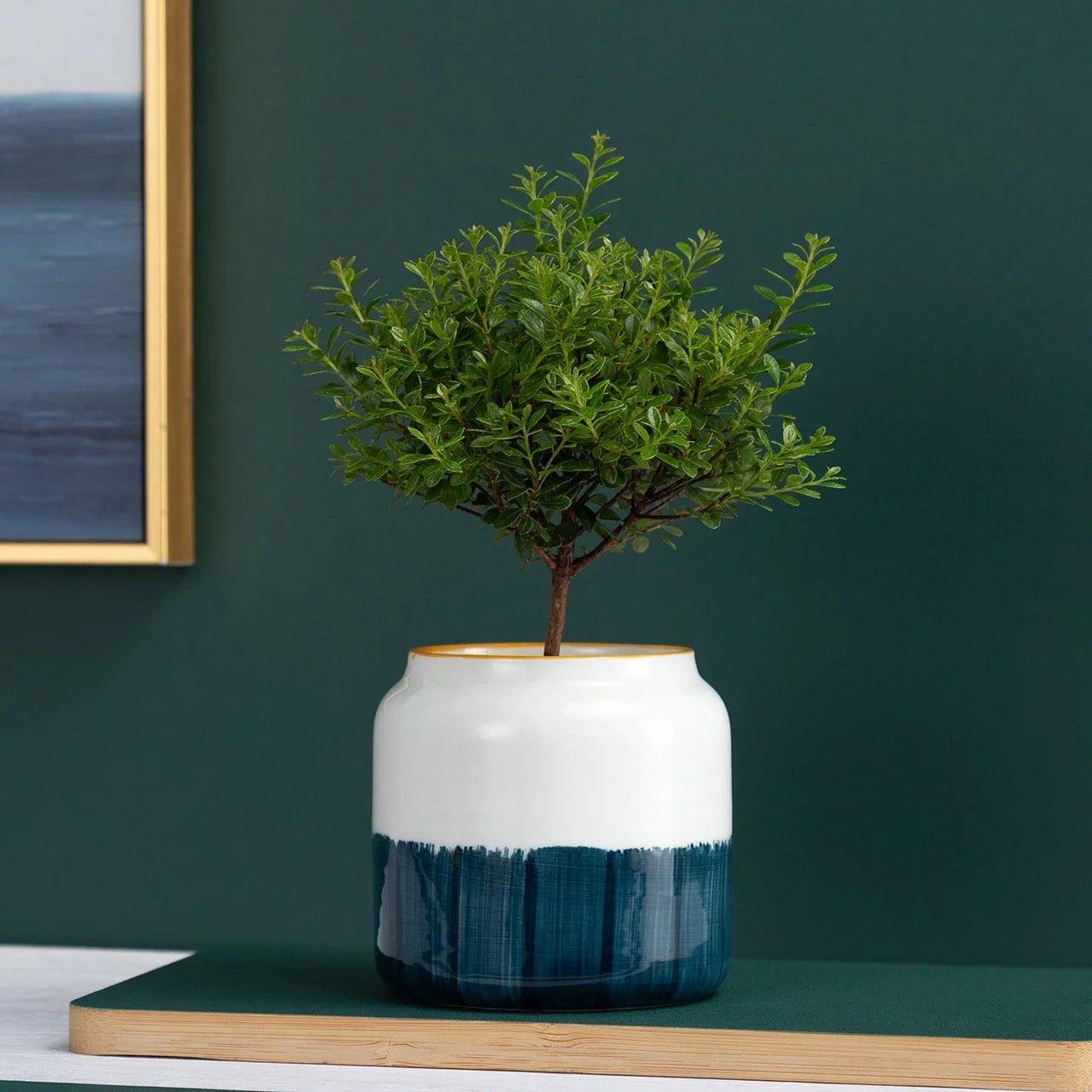 Hand Painted Succulent Ceramic Desk Pots