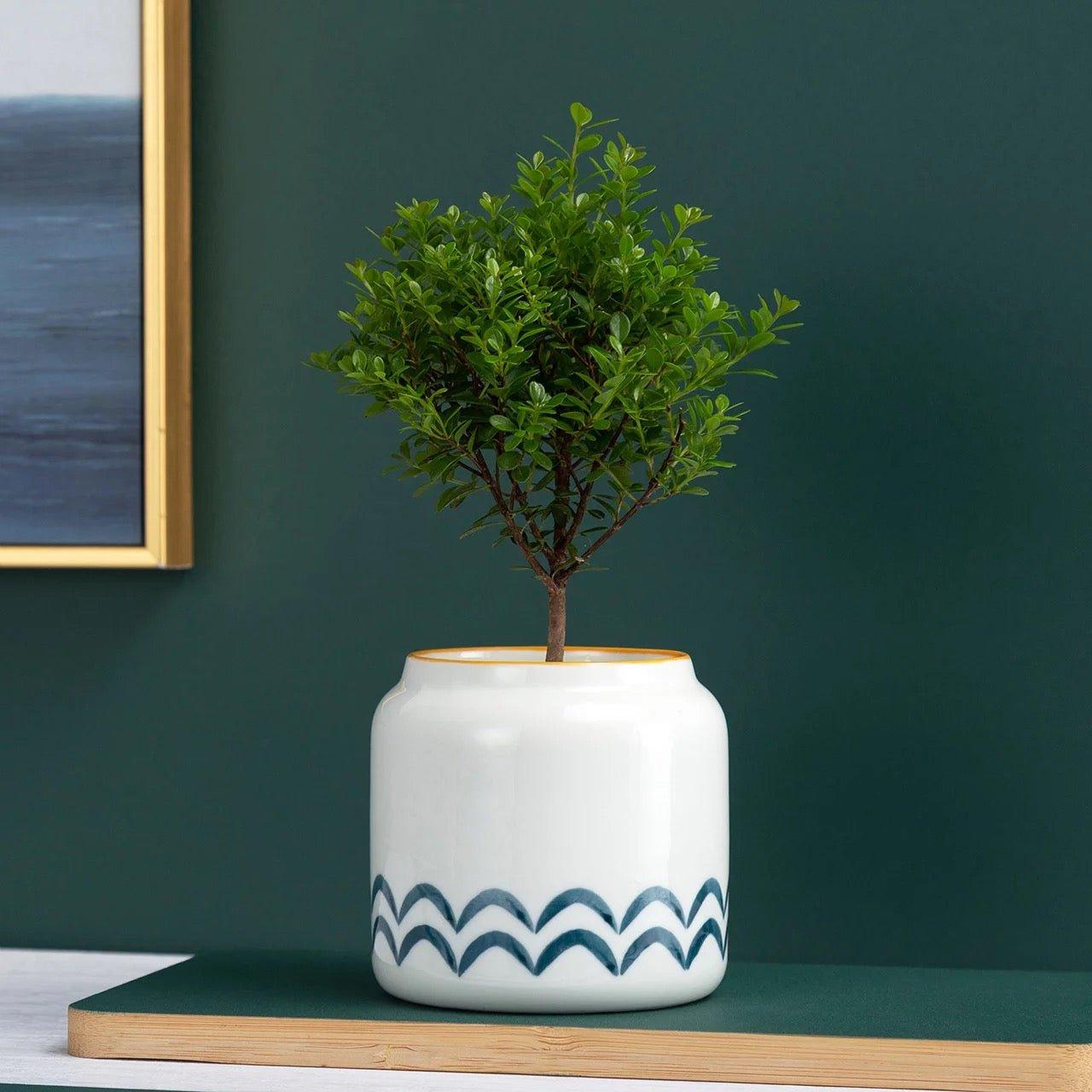 Hand Painted Succulent Ceramic Desk Pots