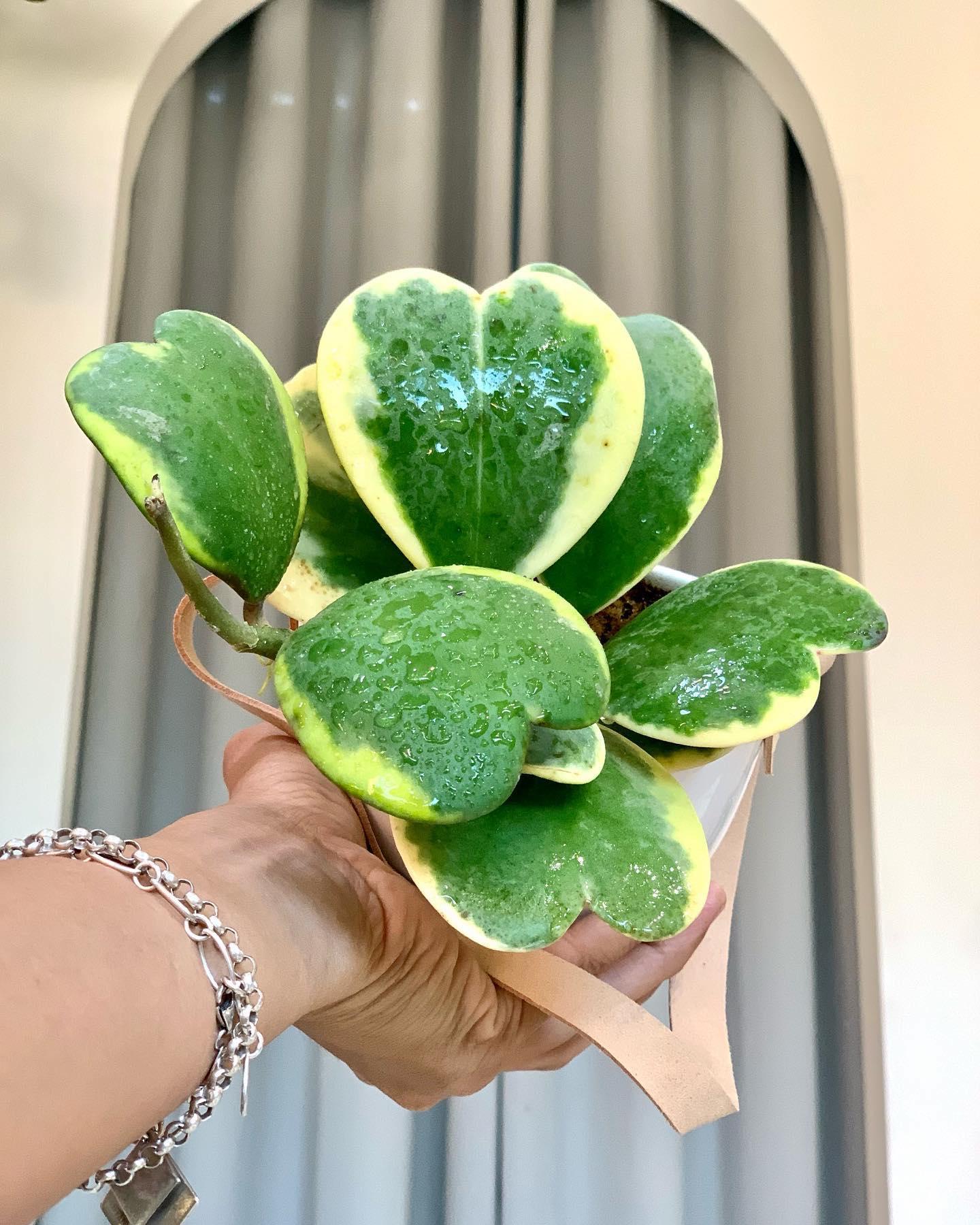 Hoya Kerrii