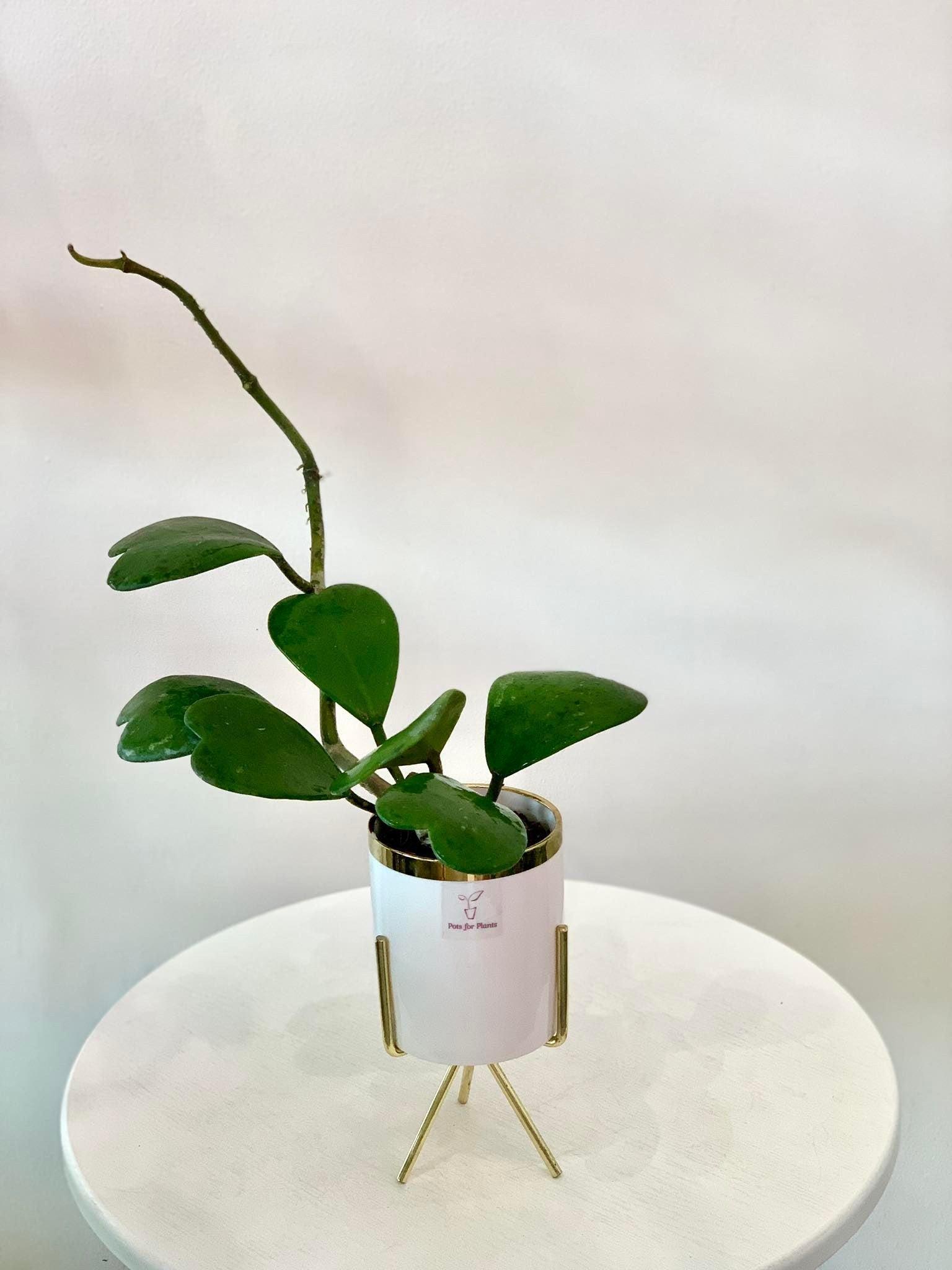 Hoya Kerrii