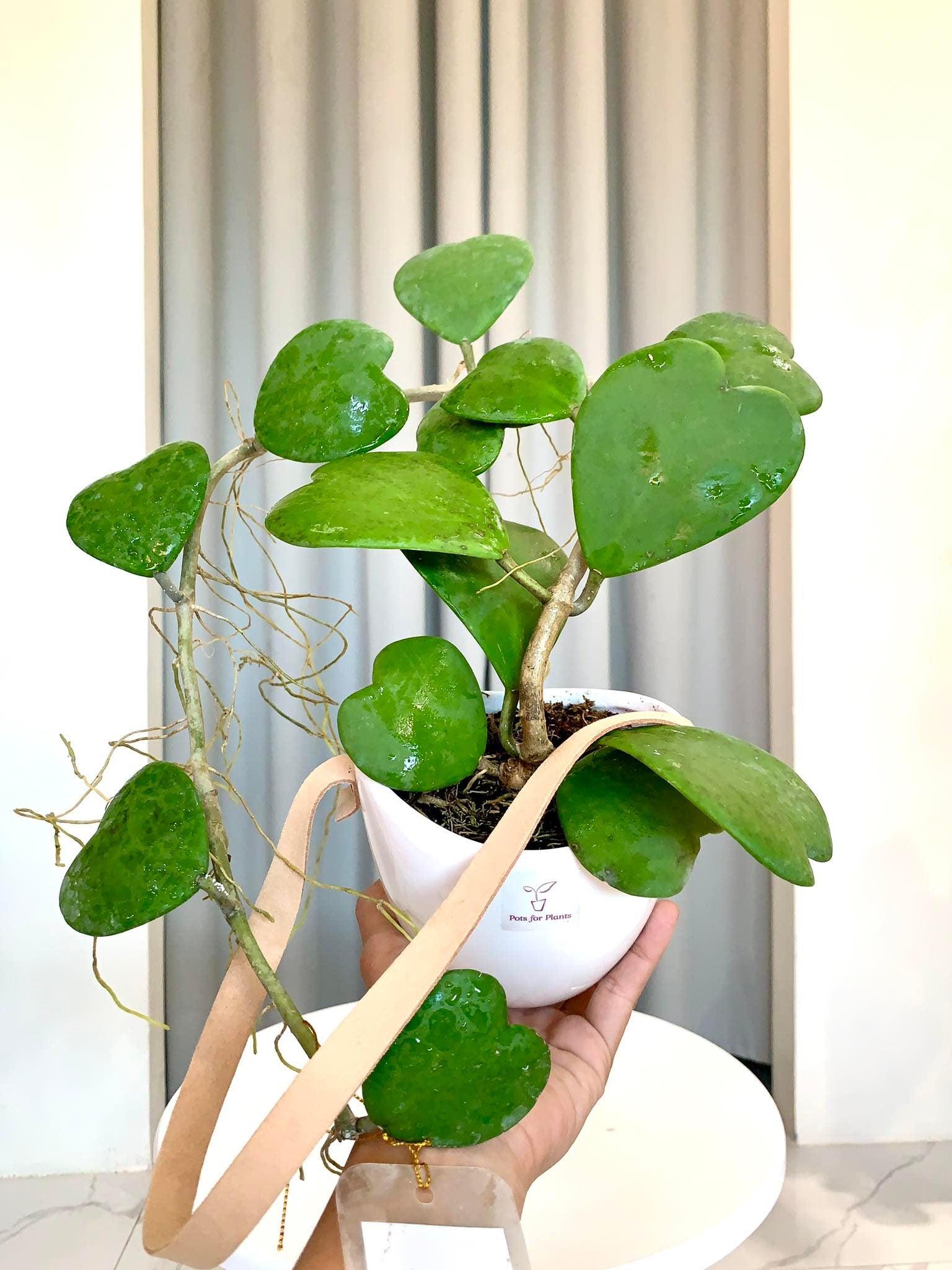 Hoya Kerrii