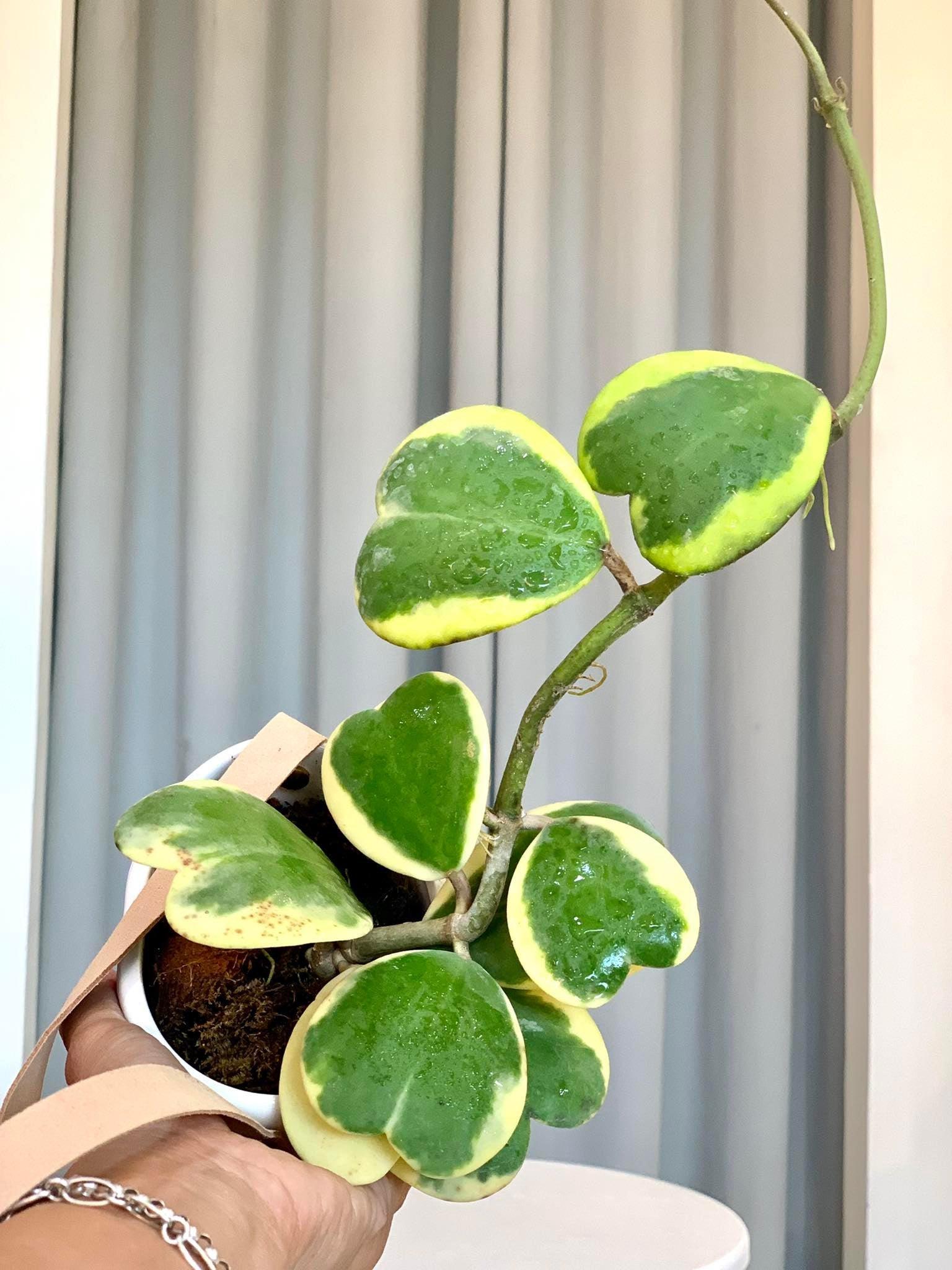 Hoya Kerrii