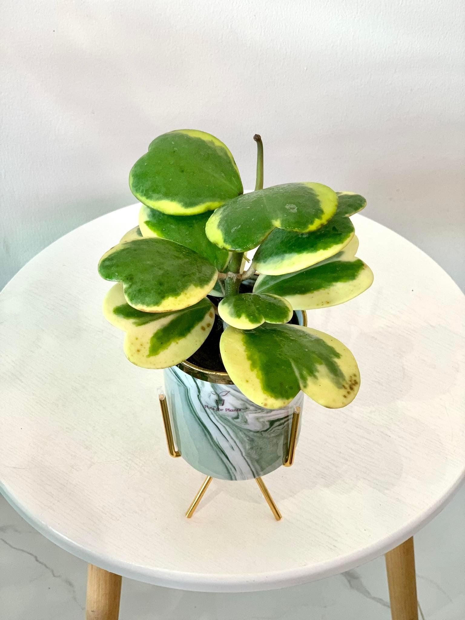 Hoya Kerrii