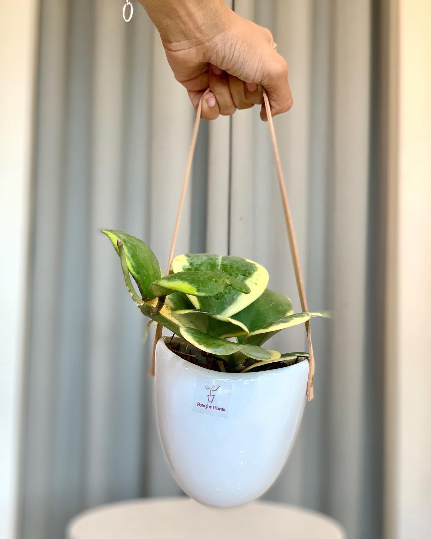 Hoya Kerrii