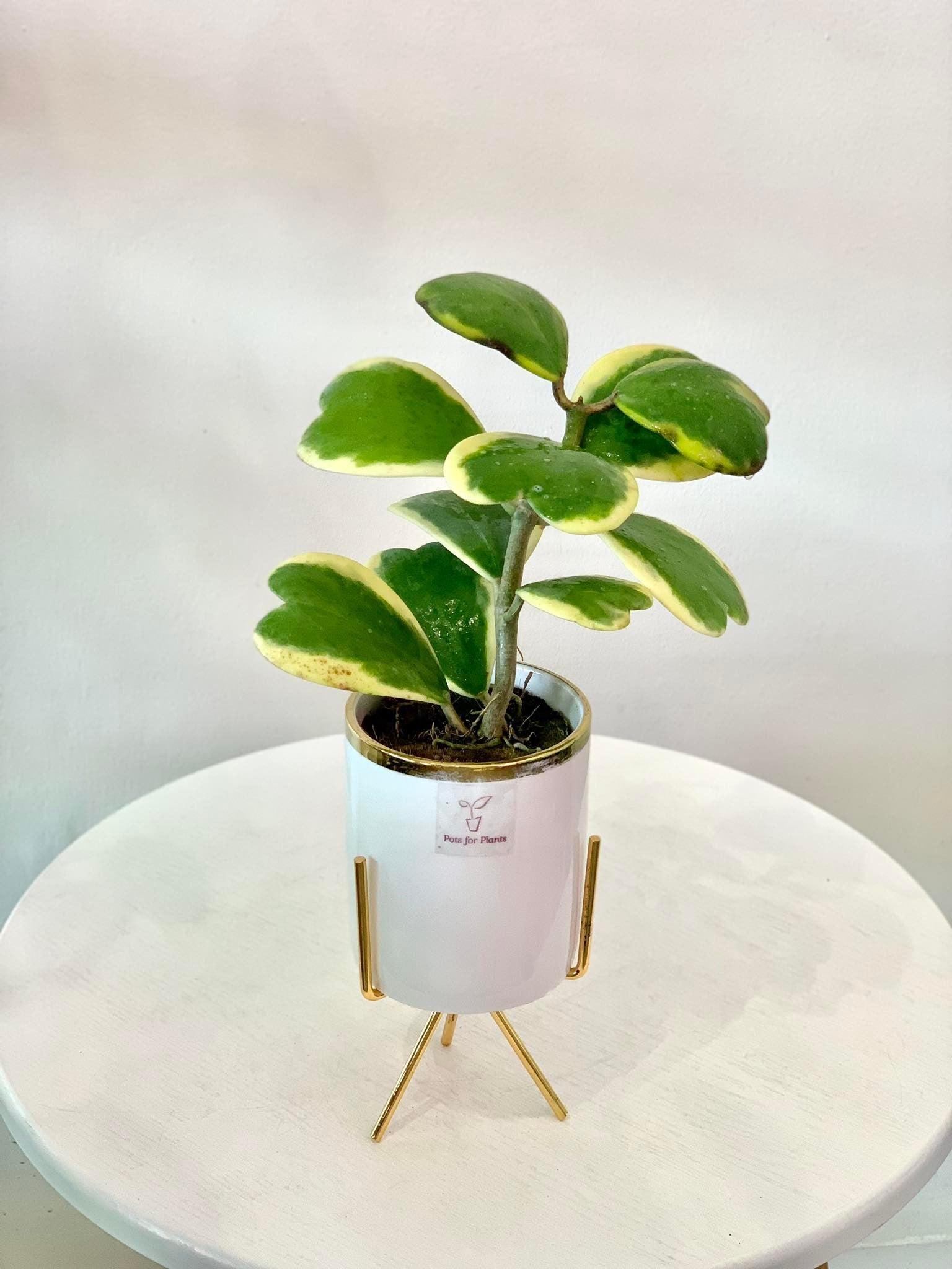 Hoya Kerrii
