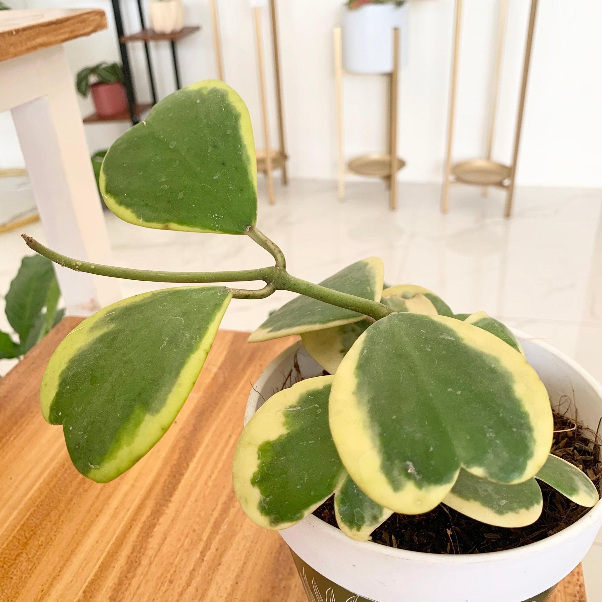 Hoya Kerrii