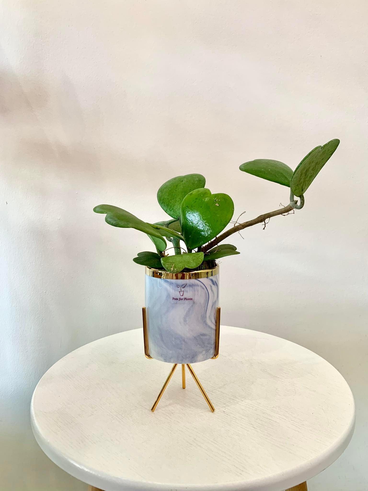 Hoya Kerrii