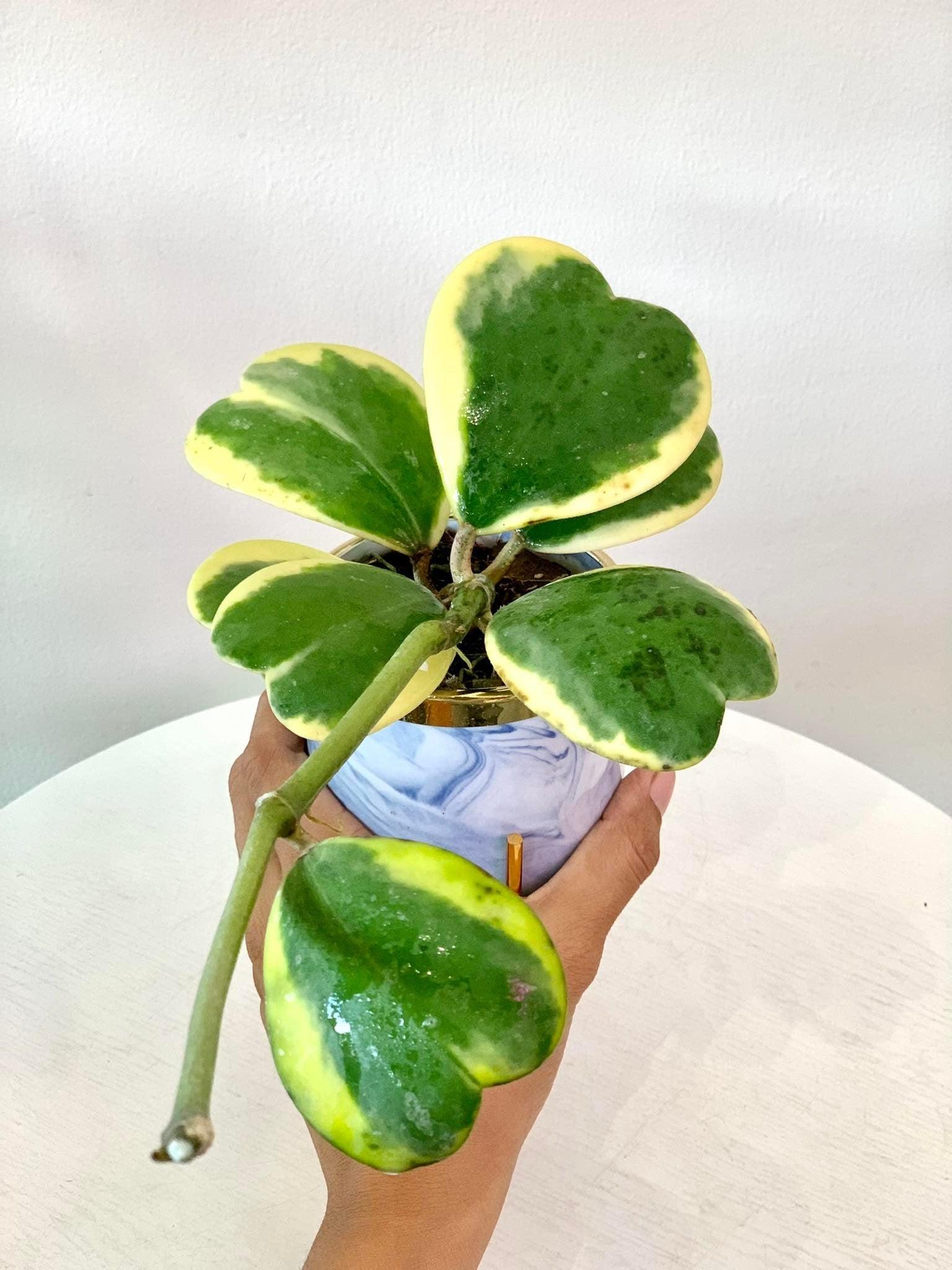 Hoya Kerrii
