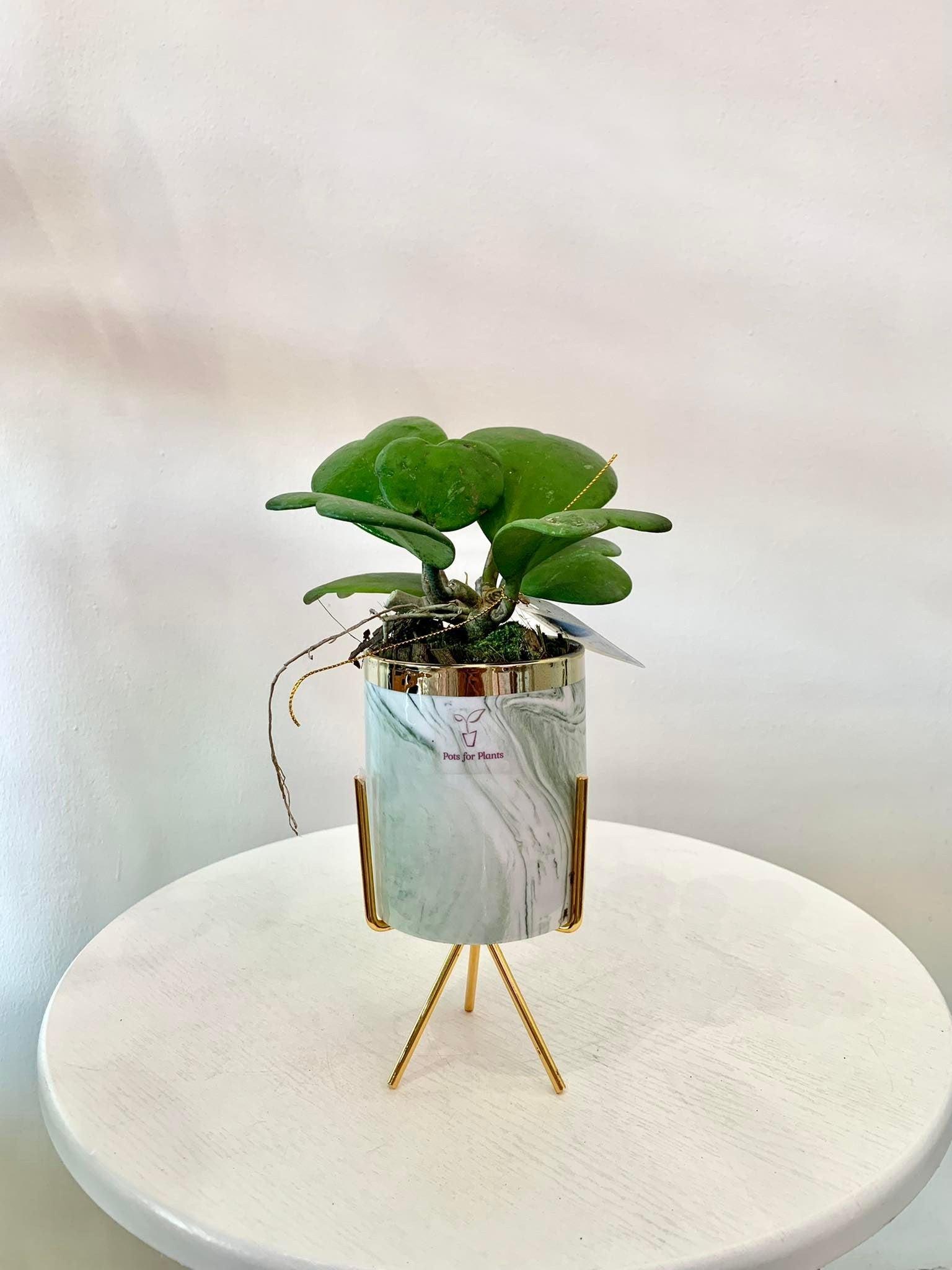 Hoya Kerrii