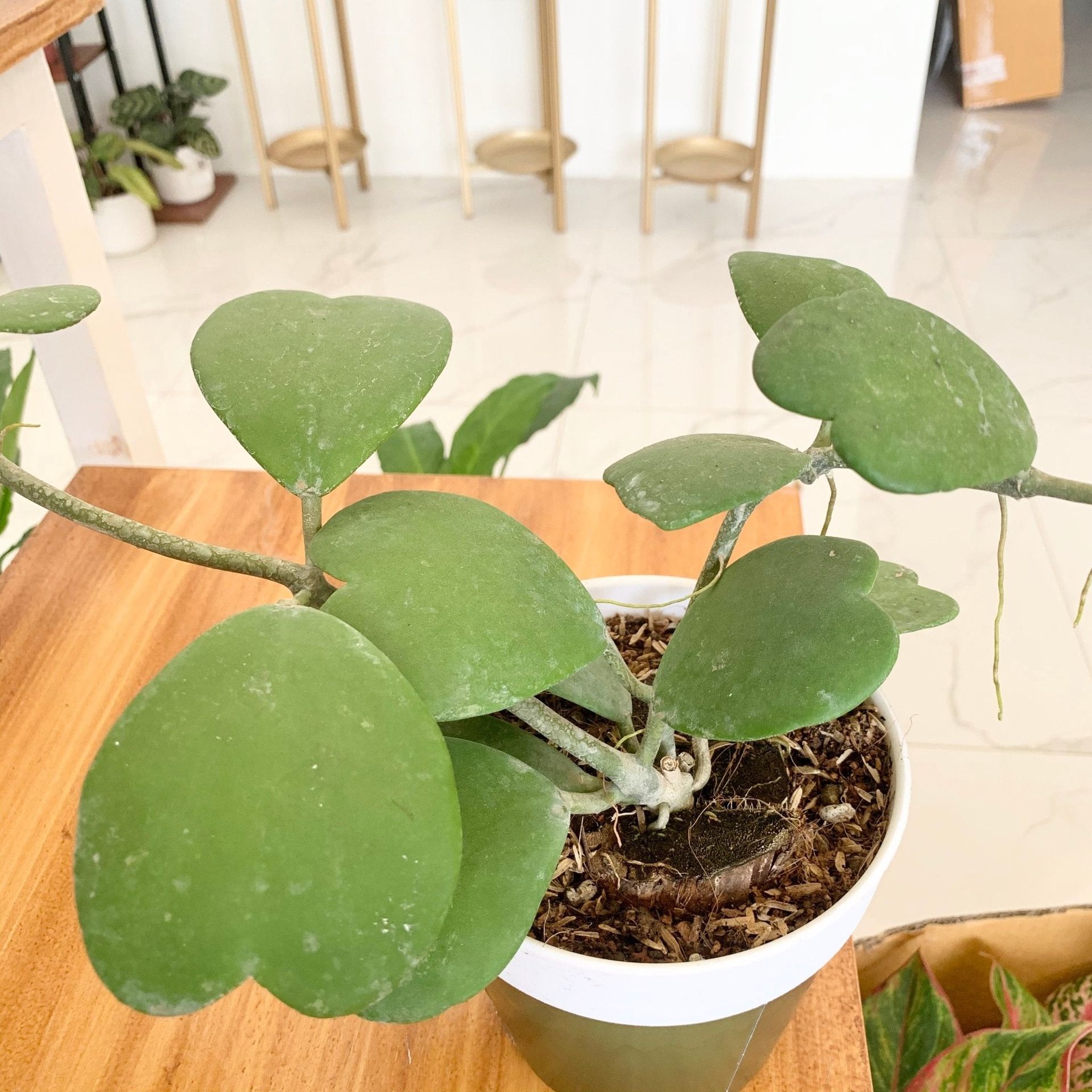 Hoya Kerrii