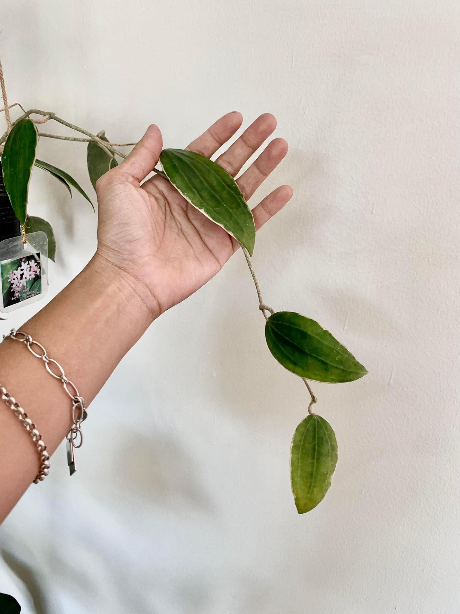 Hoya Macrophylla Albomarginata