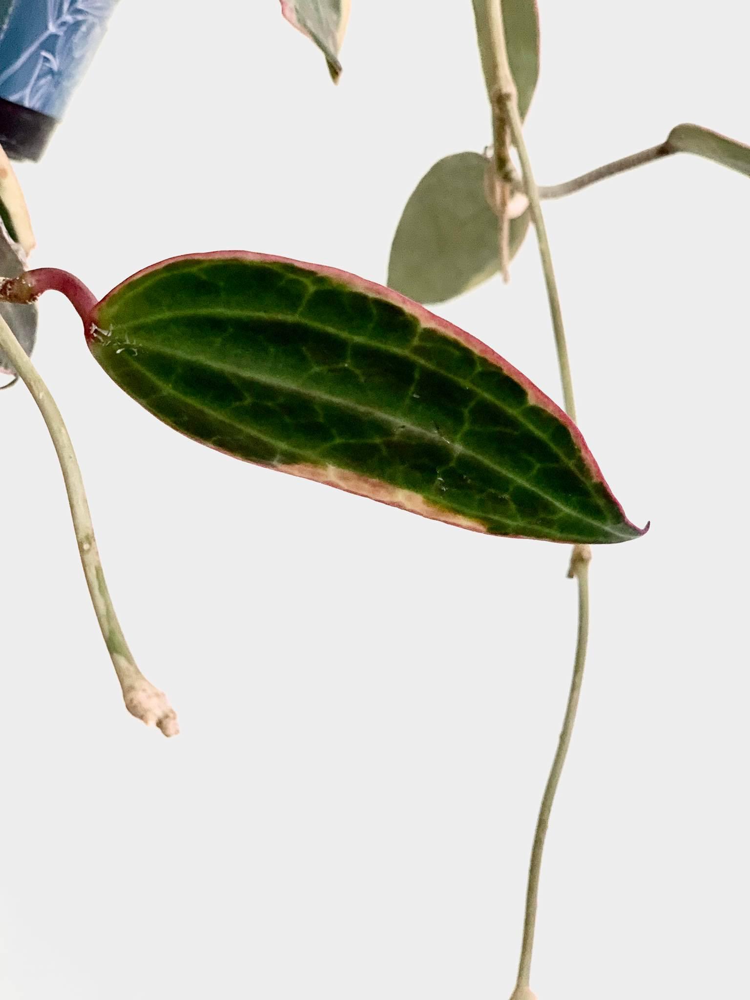 Hoya Macrophylla Albomarginata