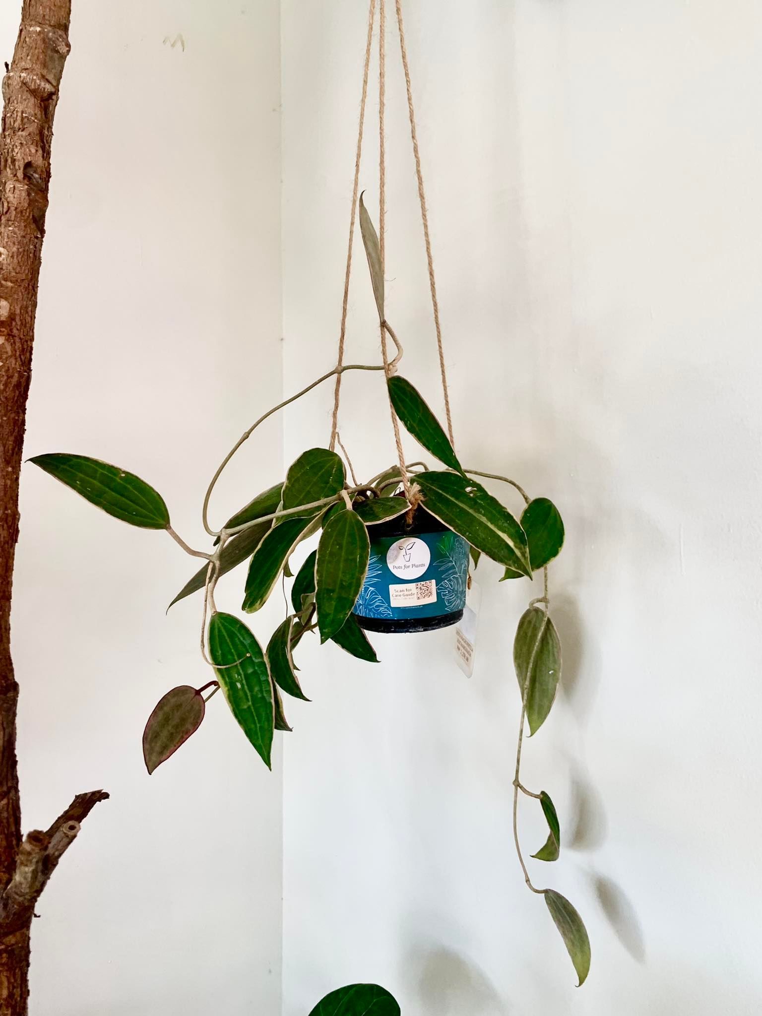 Hoya Macrophylla Albomarginata
