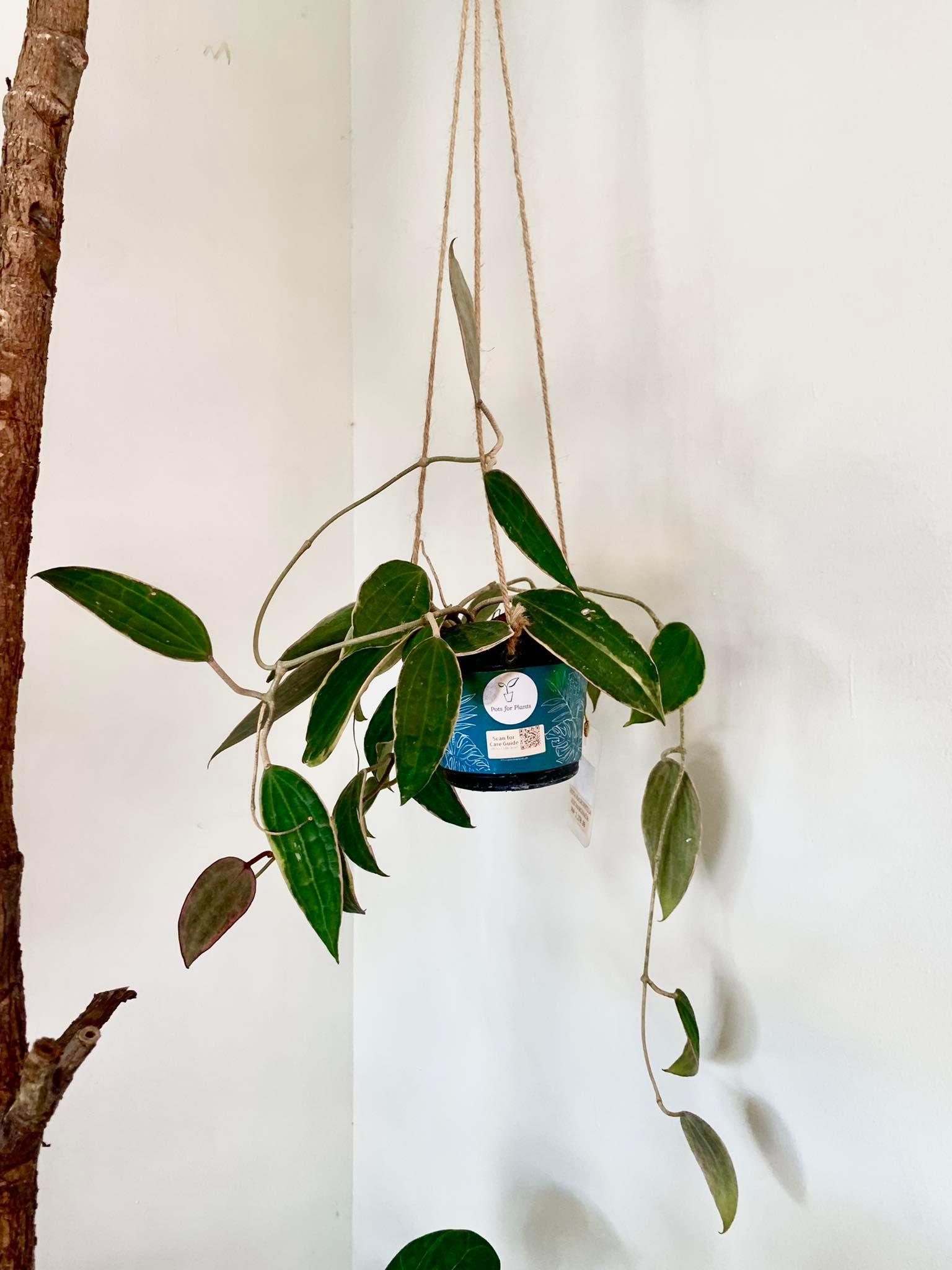 Hoya Macrophylla Albomarginata