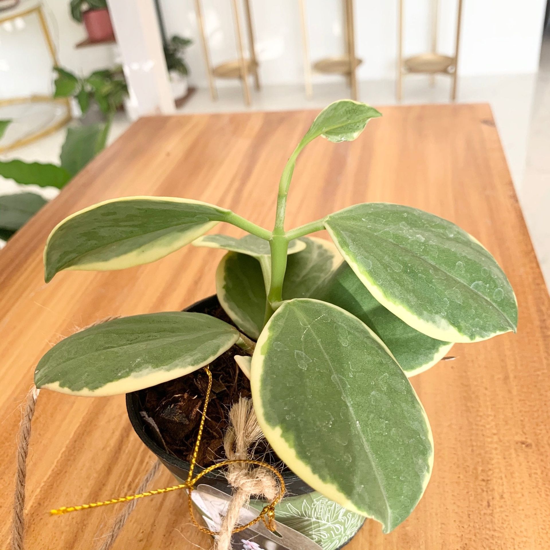 Hoya Pachyclada variegated