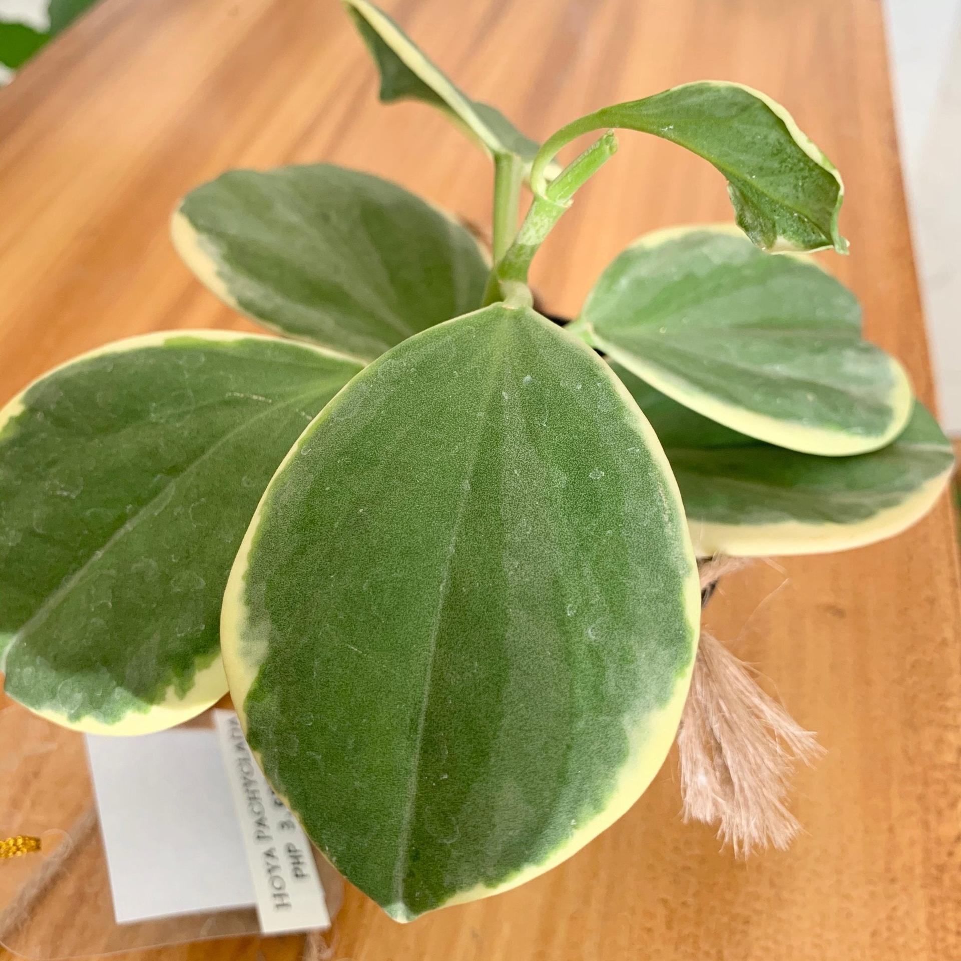 Hoya Pachyclada variegated
