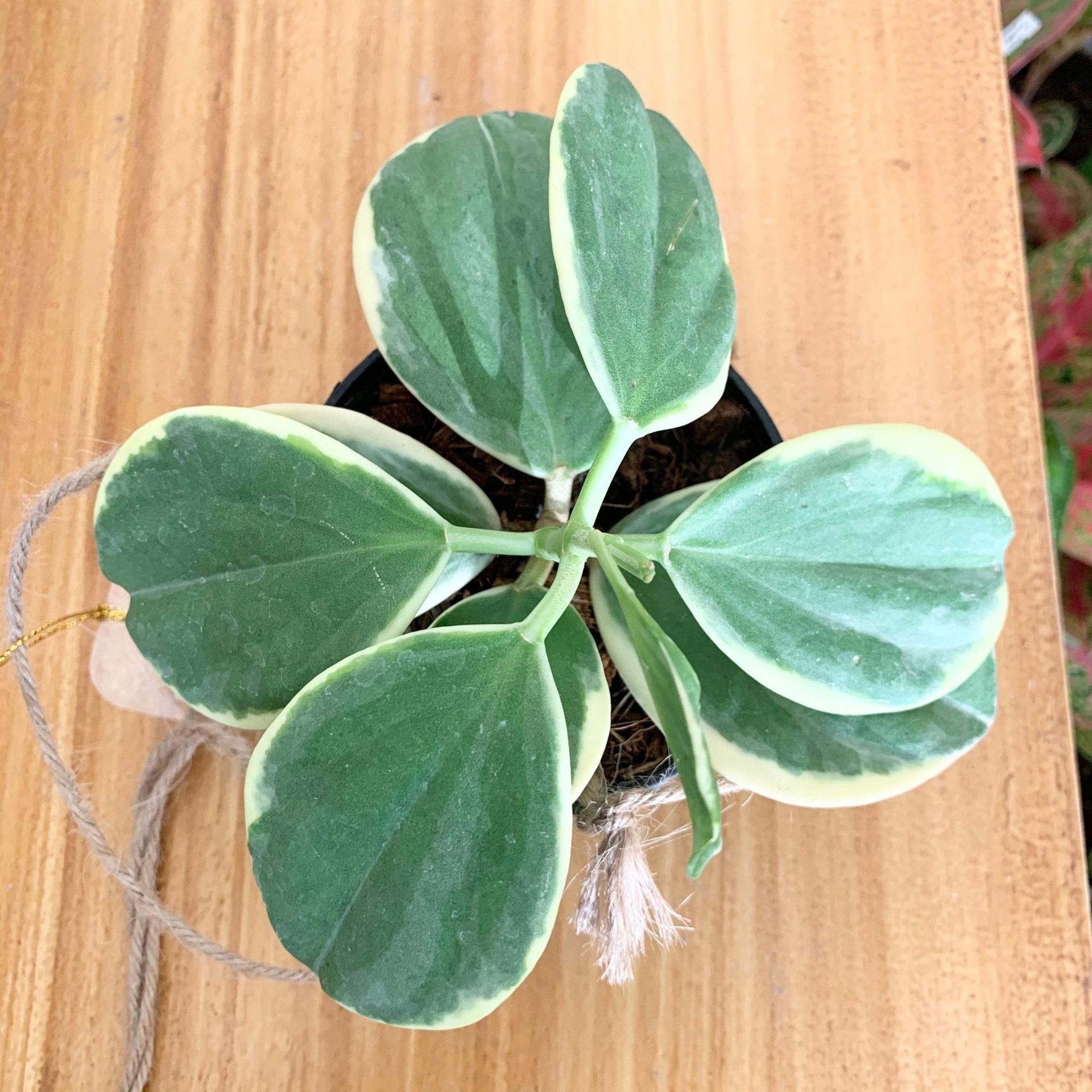 Hoya Pachyclada variegated