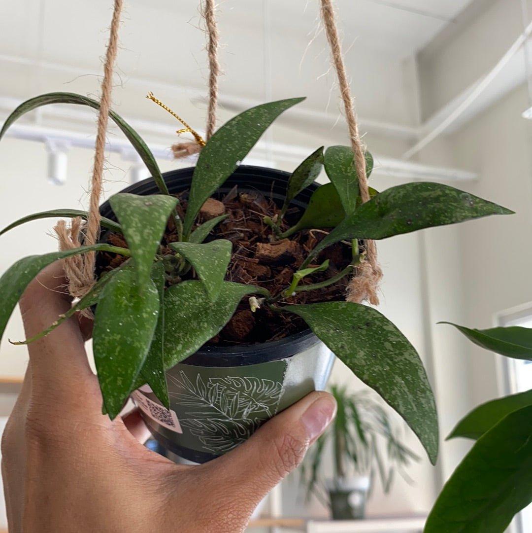 Hoya Paviflora Splash