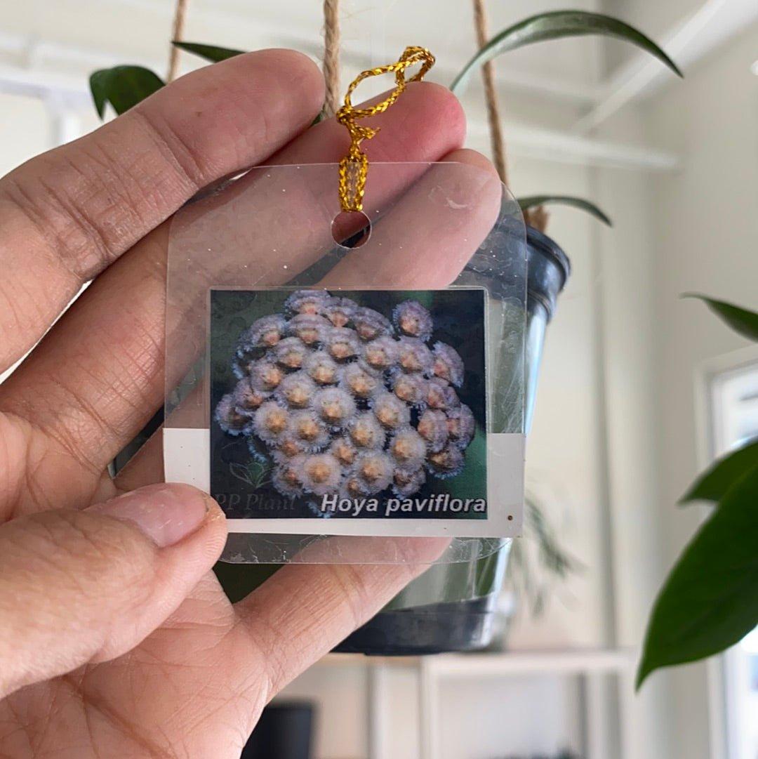 Hoya Paviflora Splash