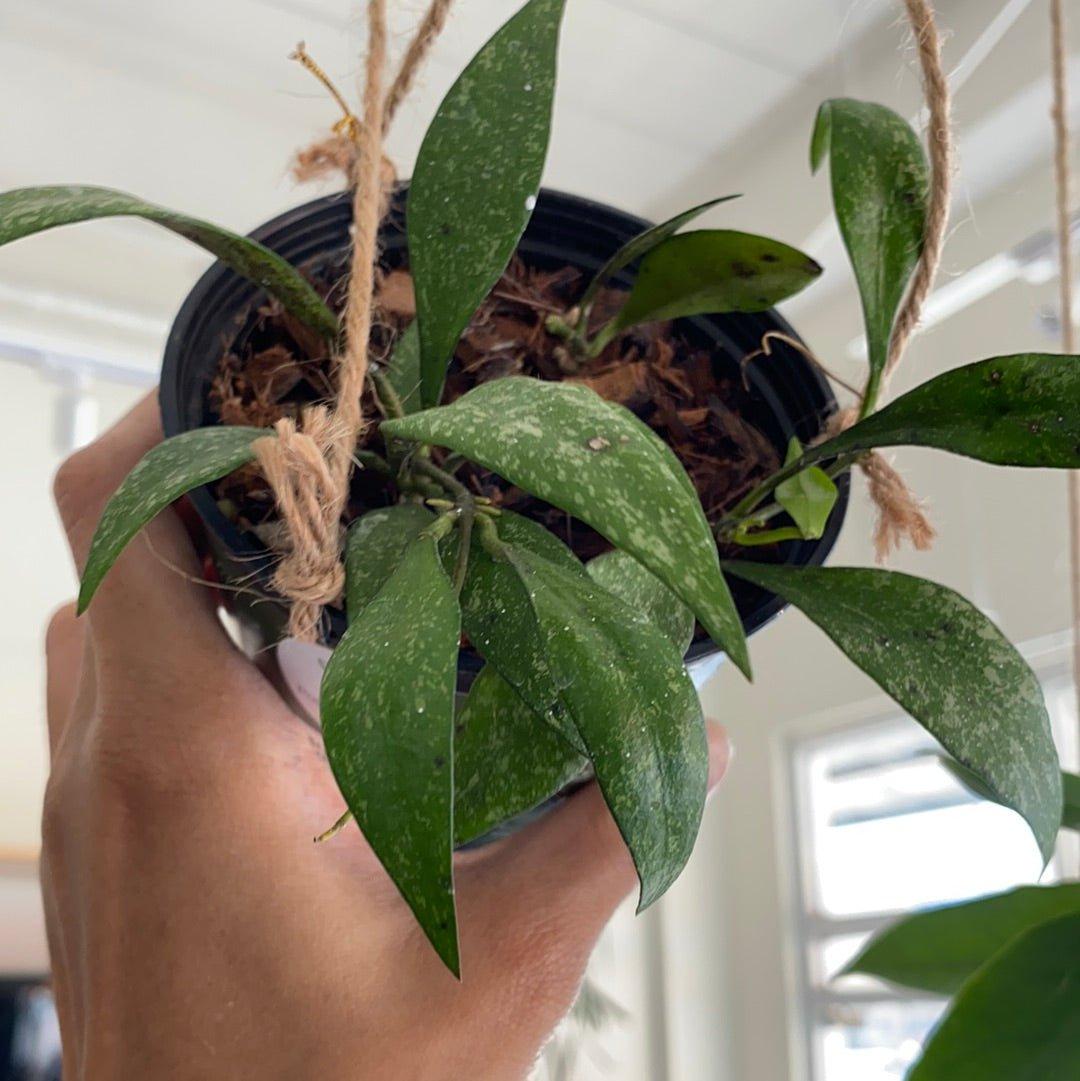 Hoya Paviflora Splash