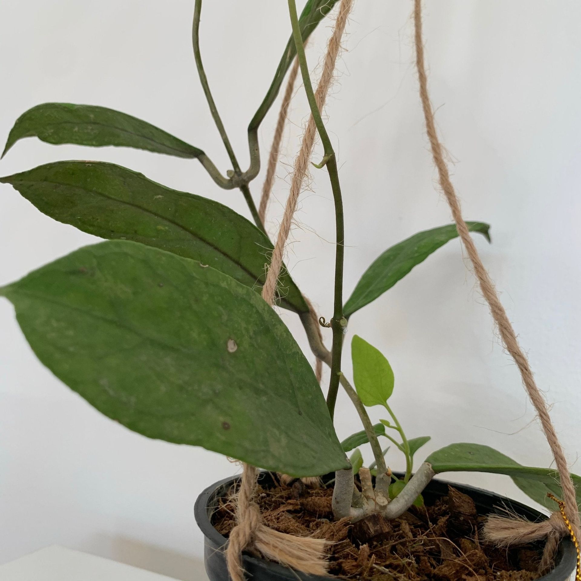 Hoya Perak