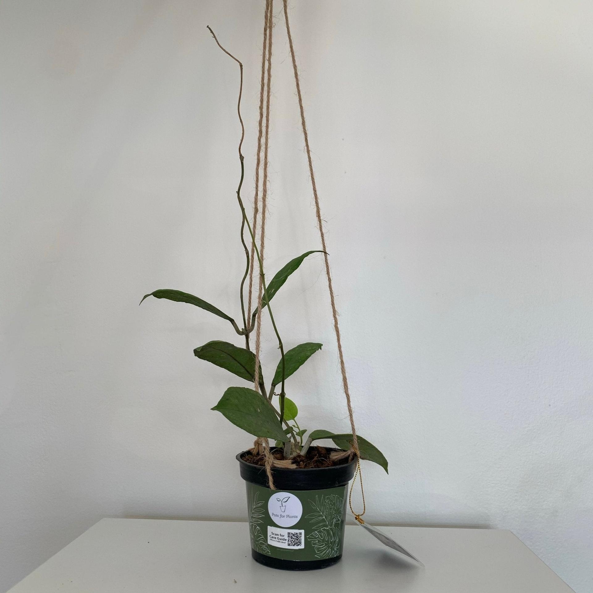 Hoya Perak