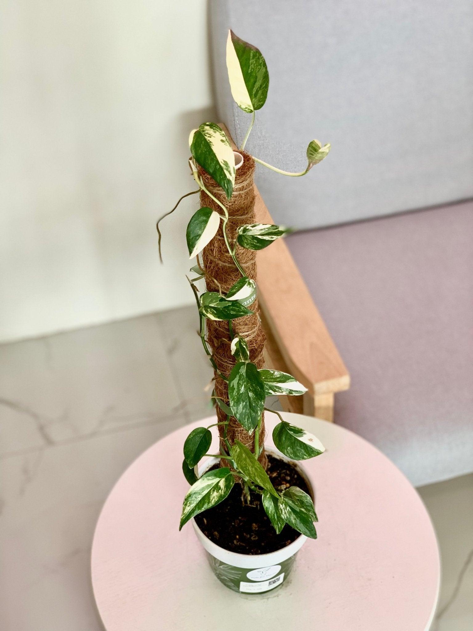 Juvenile Variegated Dragons Tail (Epipremnum pinnatum)
