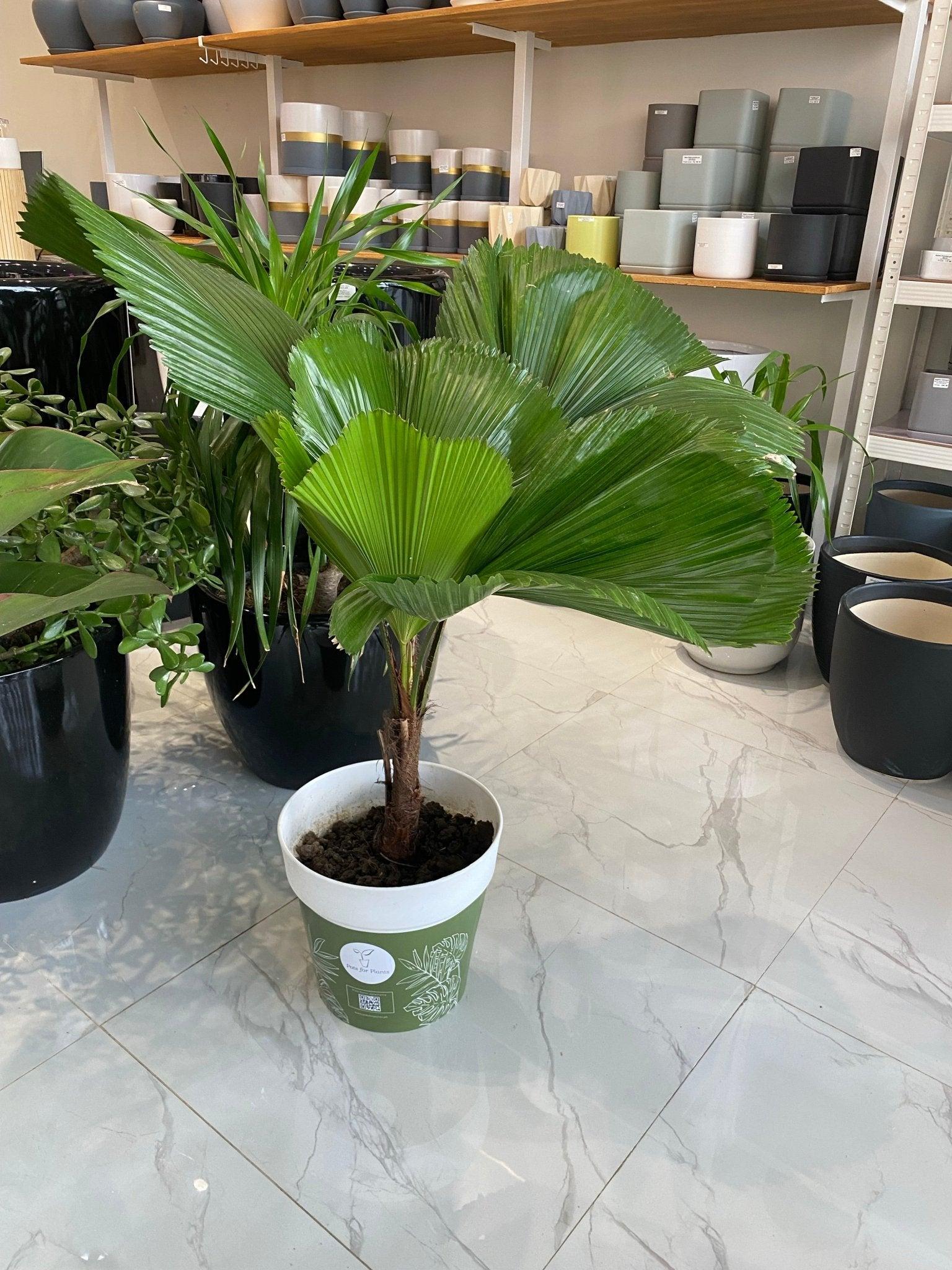 Licuala Palm