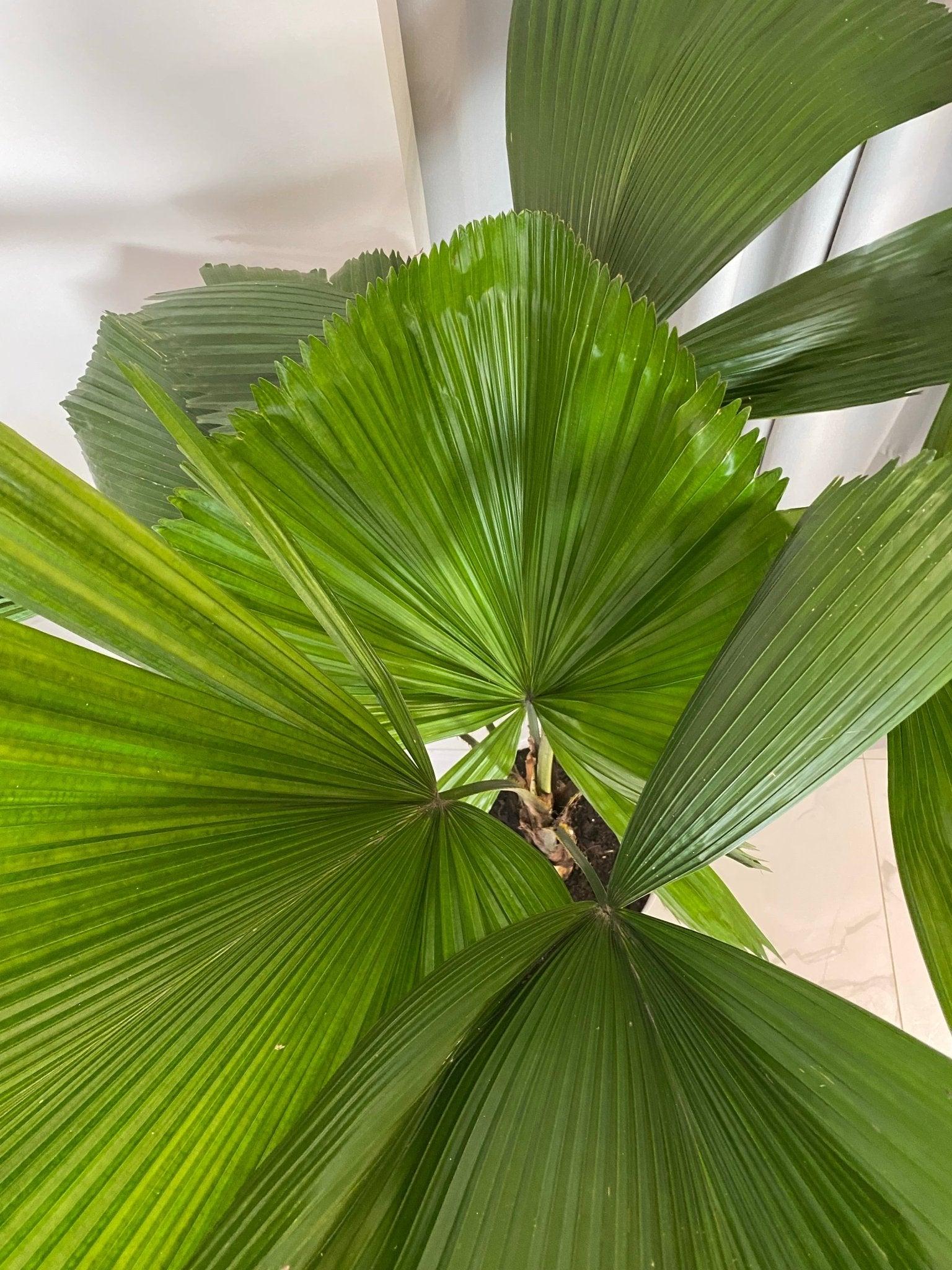 Licuala Palm