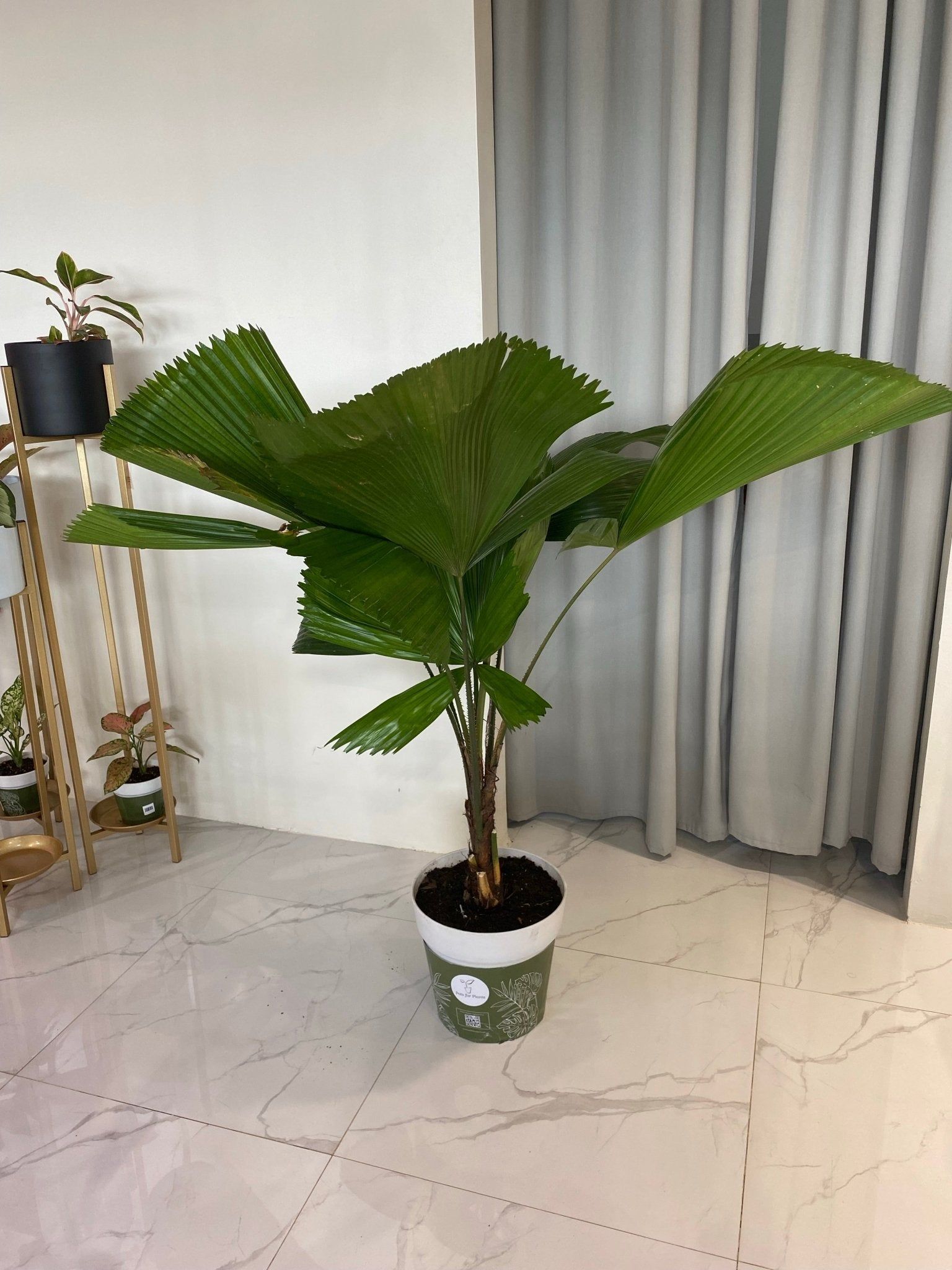 Licuala Palm
