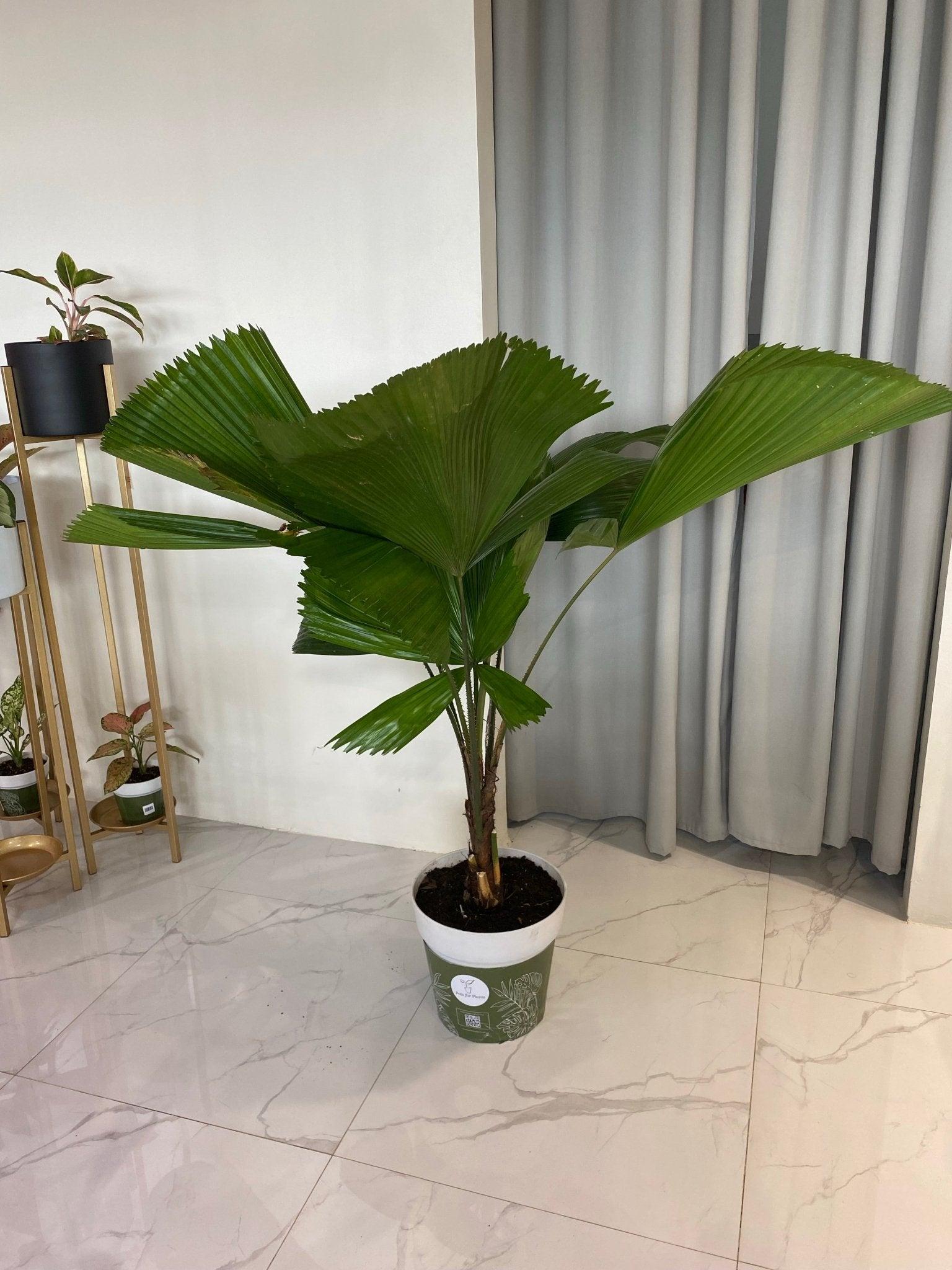 Licuala Palm