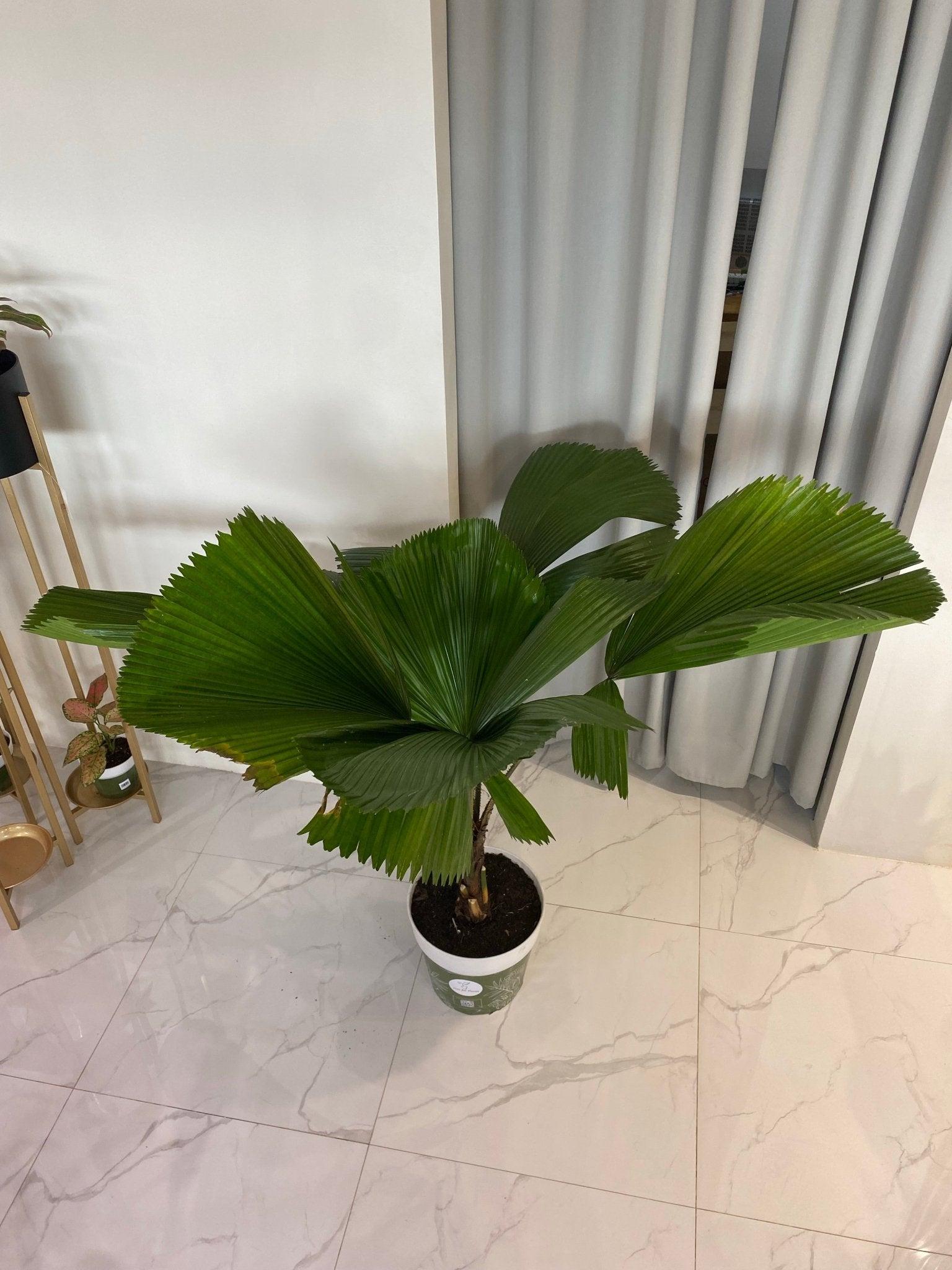 Licuala Palm