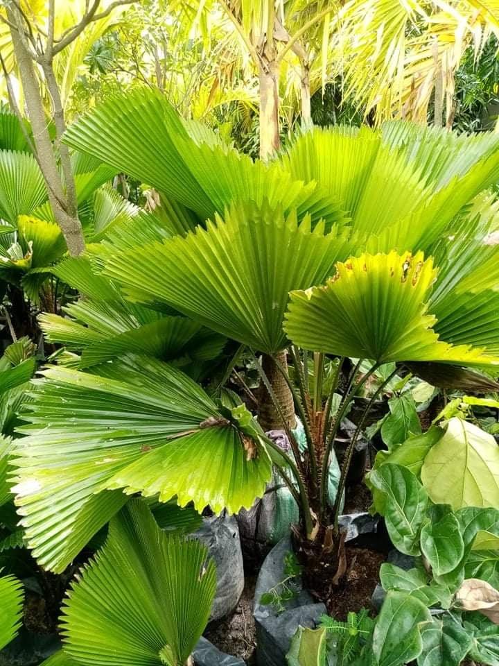 Licuala Palm