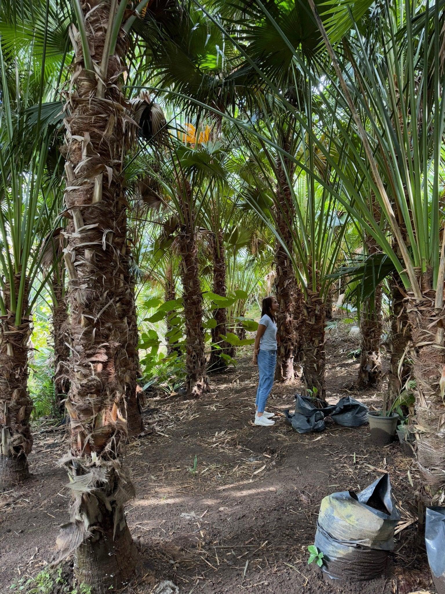 Livistona Palm - A Comprehensive Guide