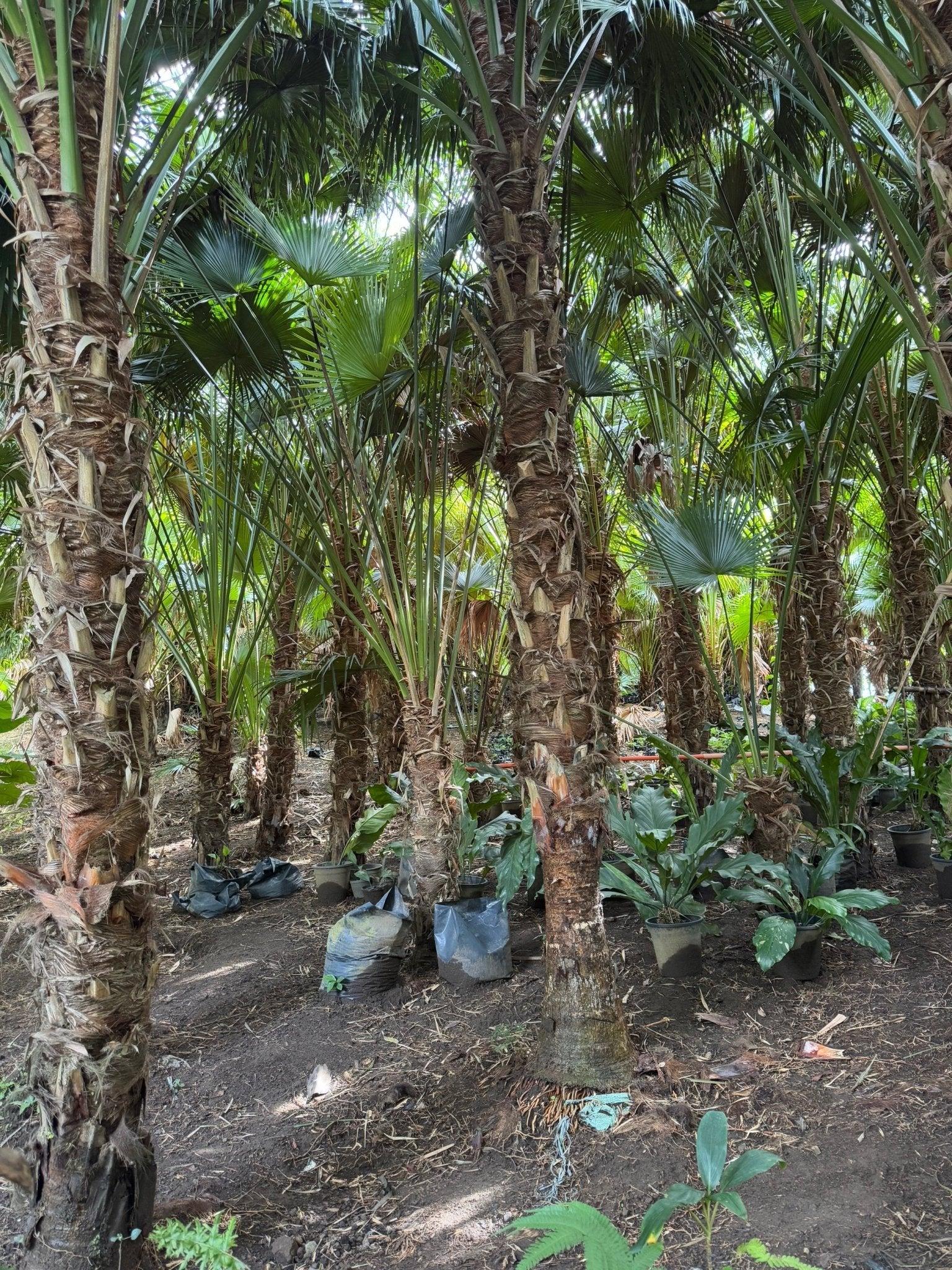 Livistona Palm - A Comprehensive Guide