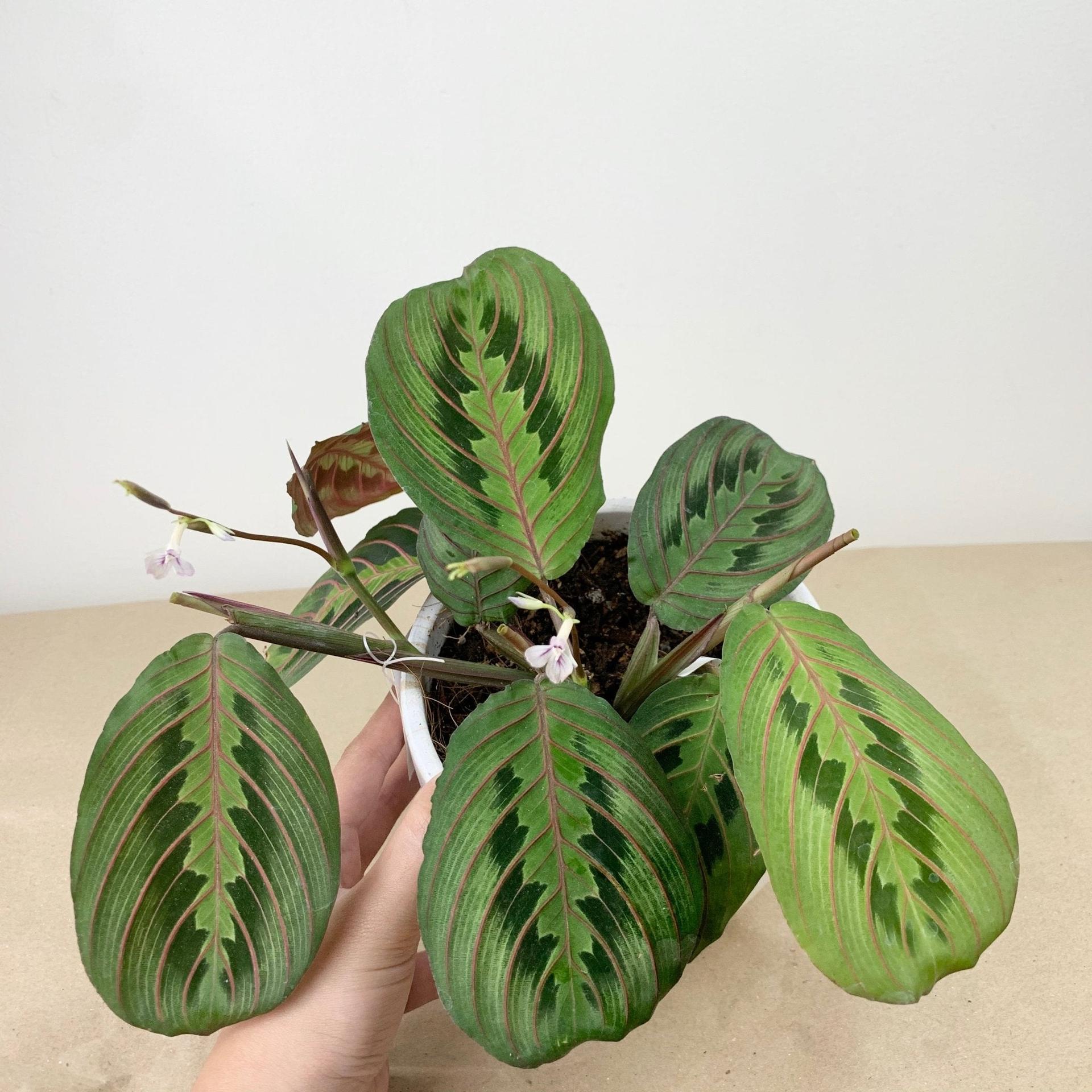 Red Veined Prayer Plant (Marantha Red)