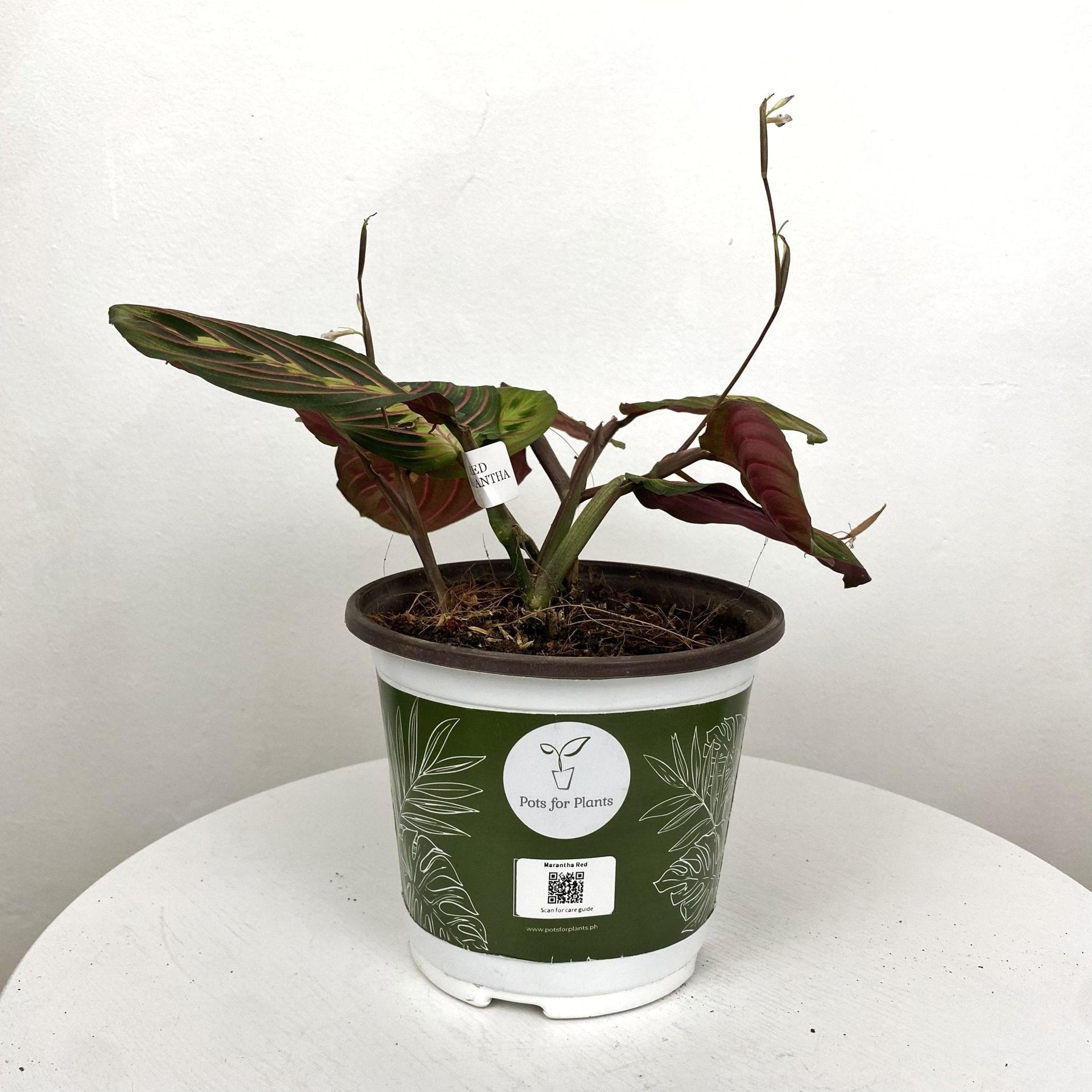 Red Veined Prayer Plant (Marantha Red)