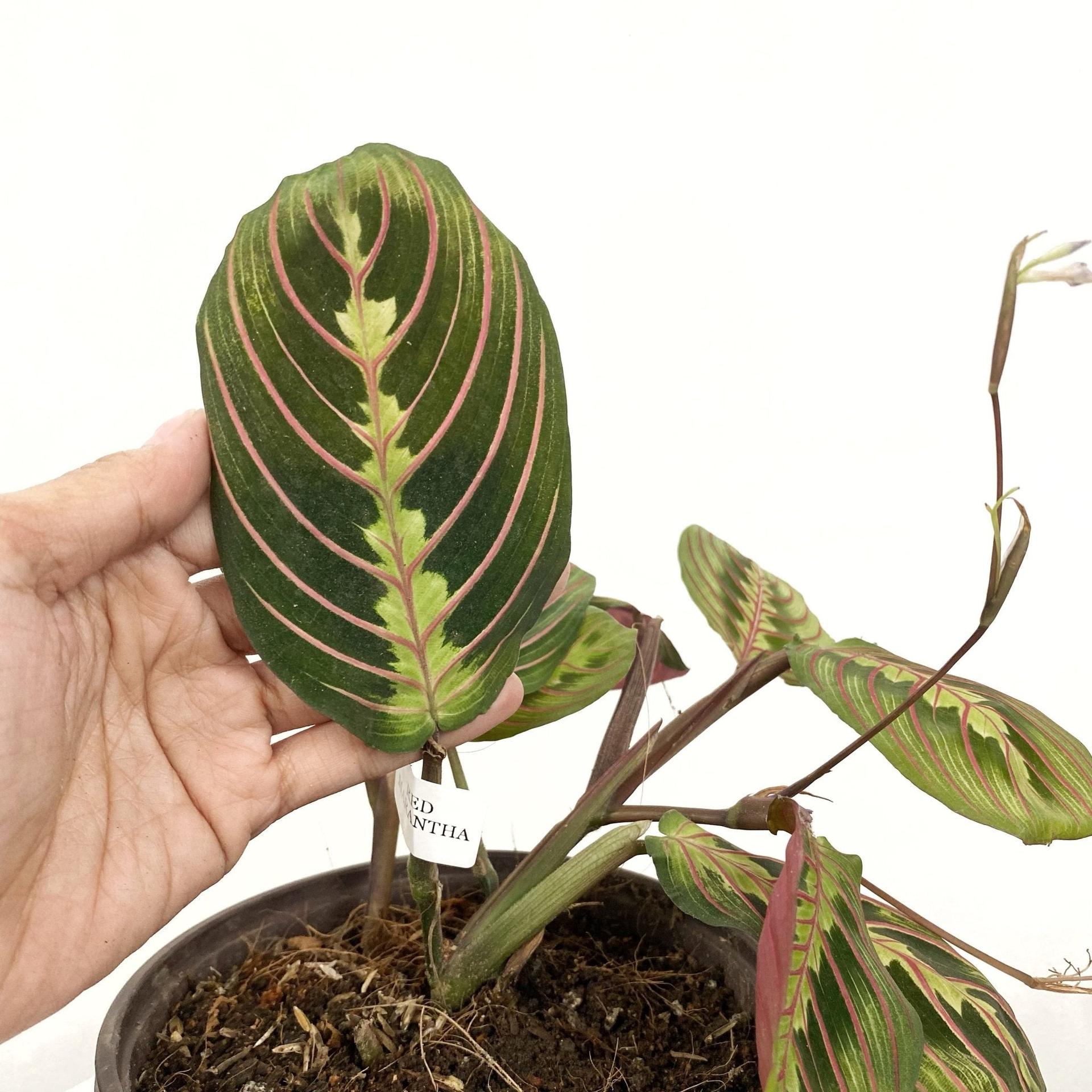 Red Veined Prayer Plant (Marantha Red)