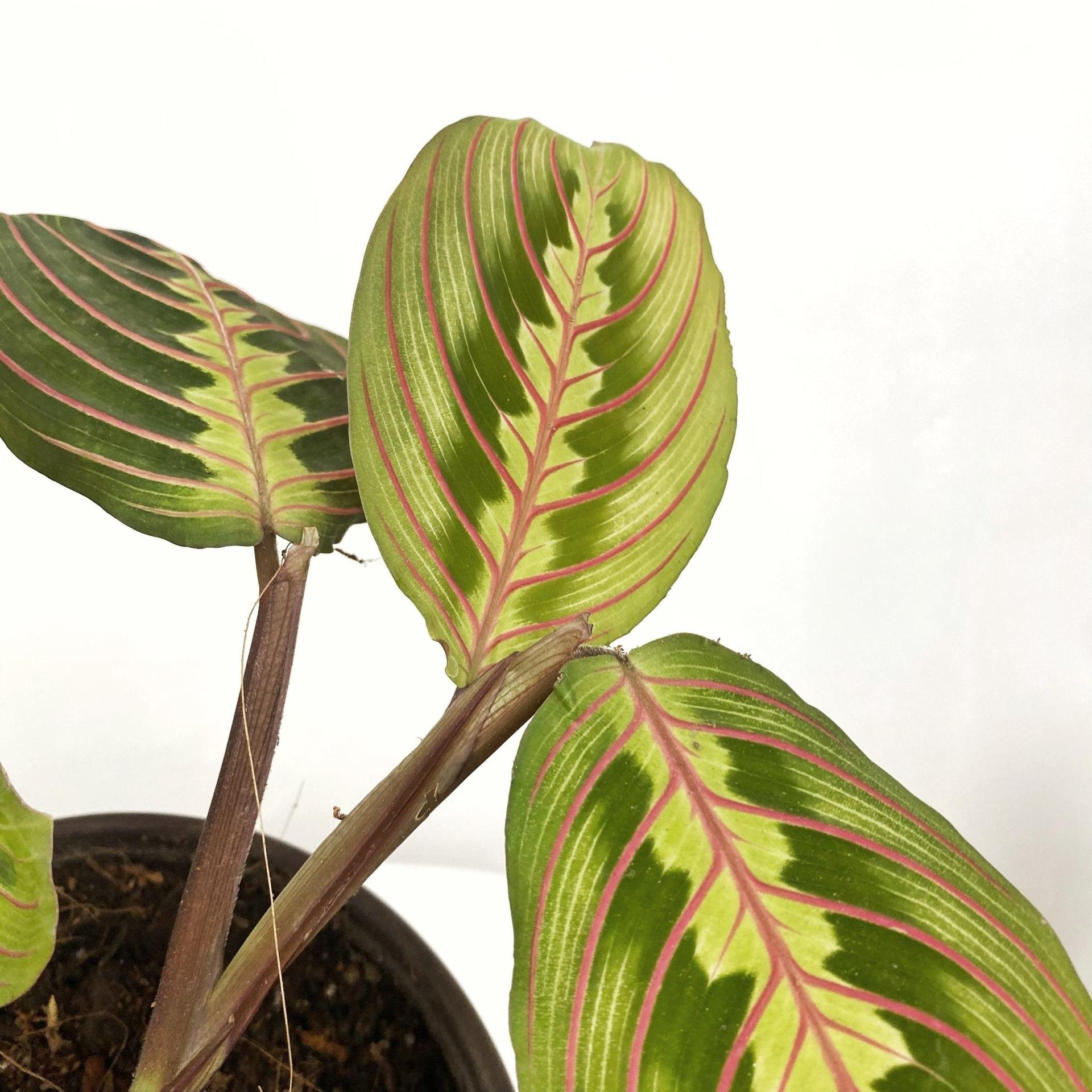 Red Veined Prayer Plant (Marantha Red)