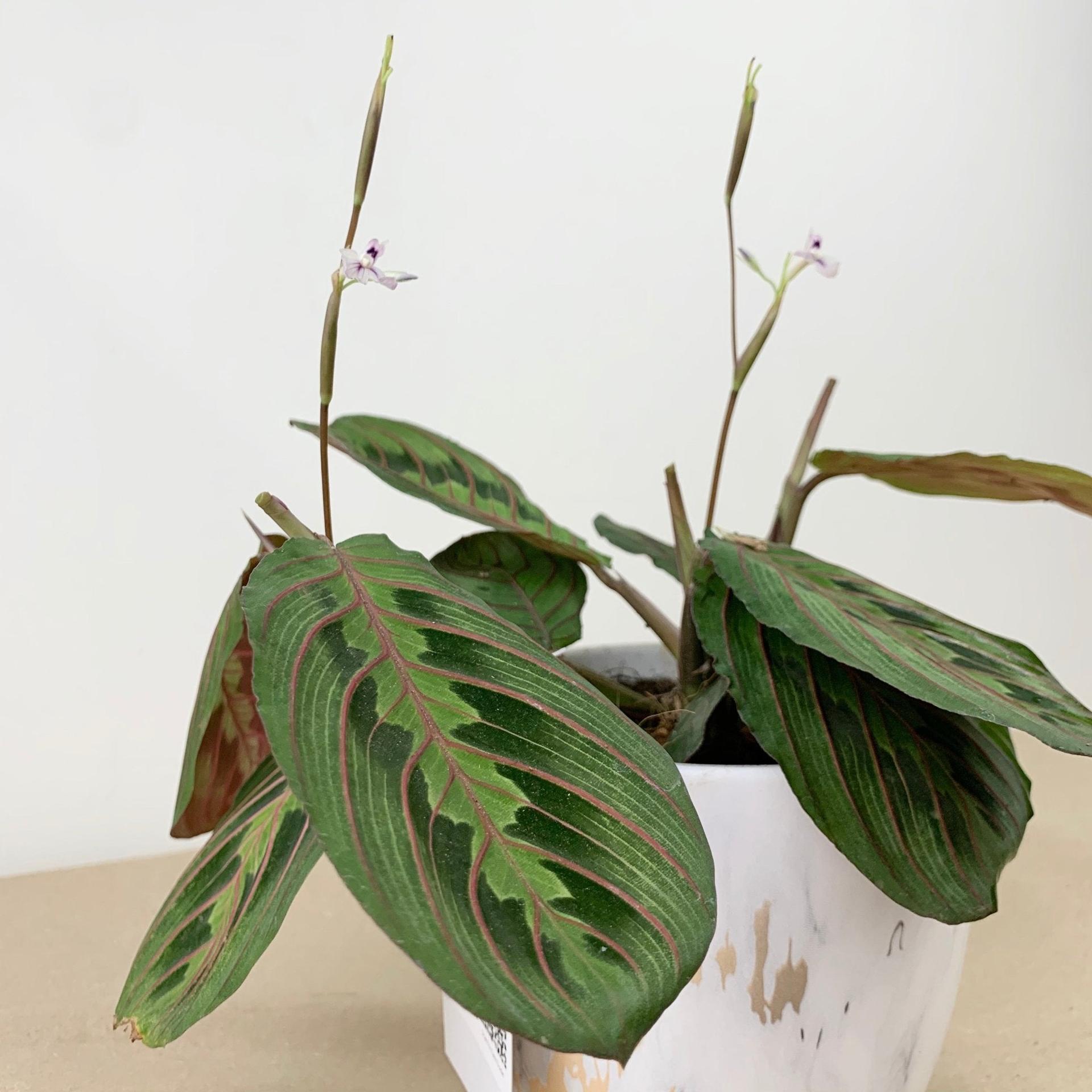 Red Veined Prayer Plant (Marantha Red)